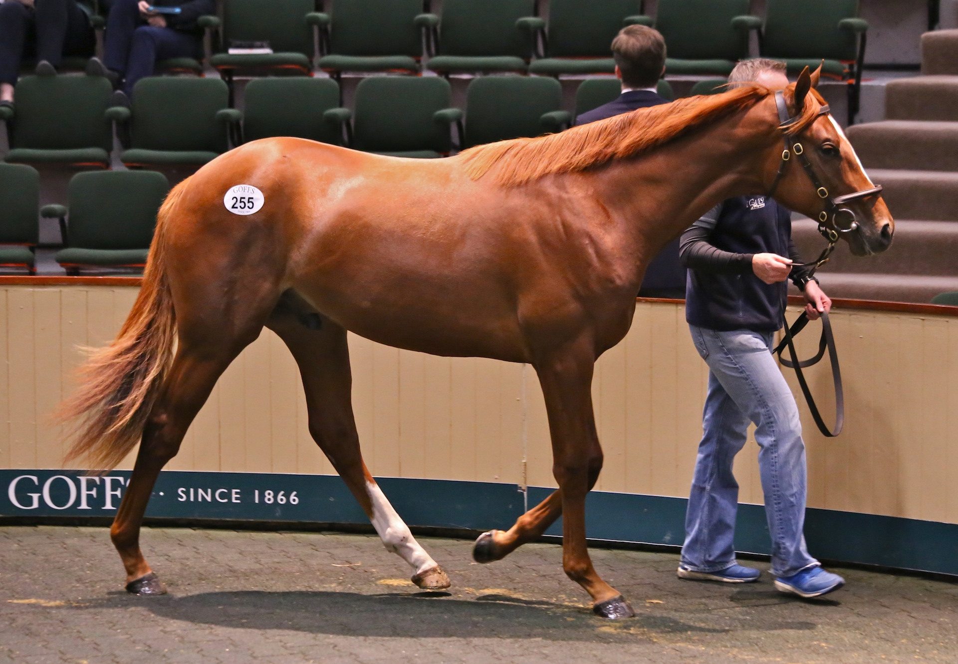 Australia Colt Returns A Handsome Profit At Goffs