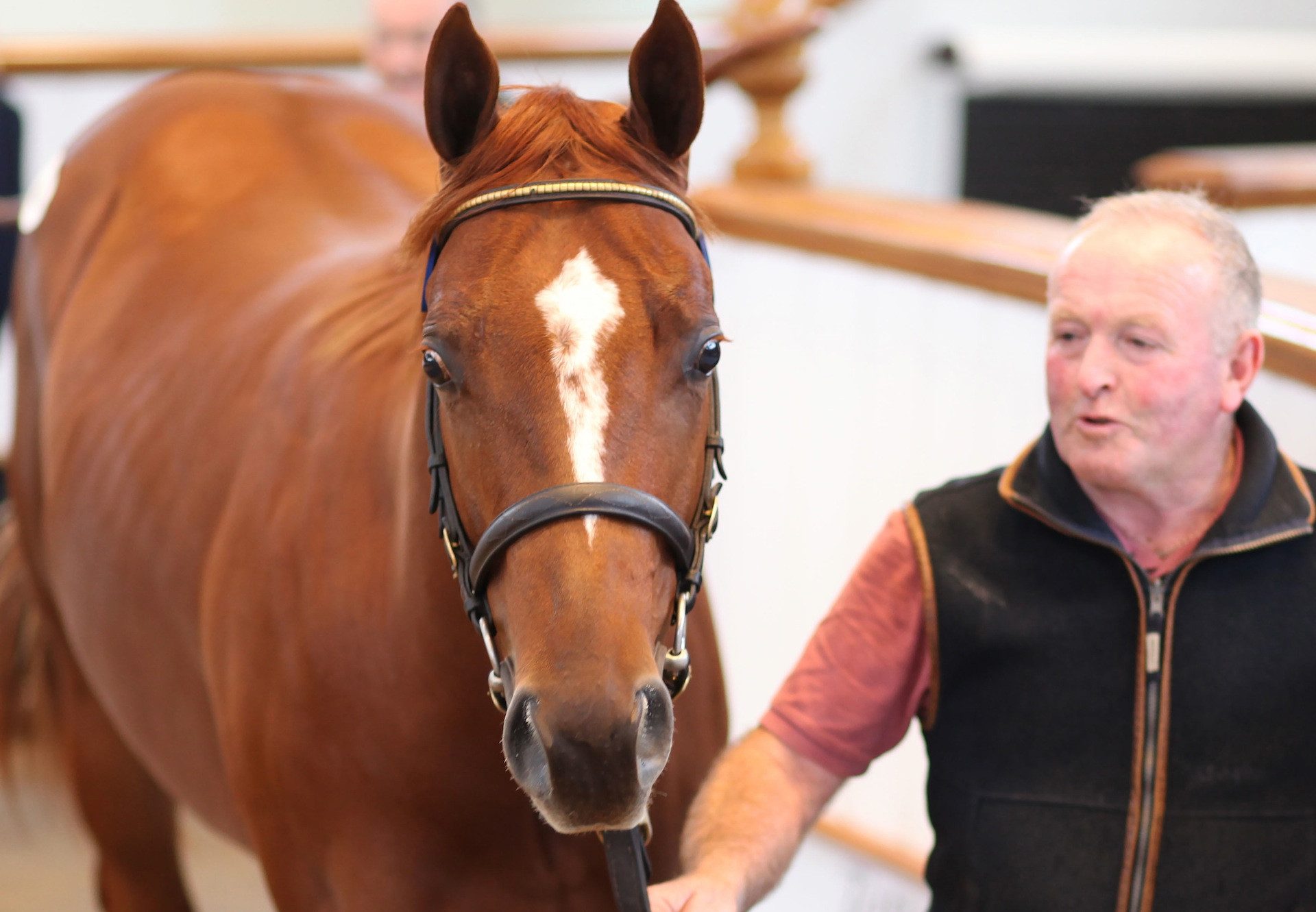 Australia Colt Sells For 300K At Tattersalls October 2 Sale