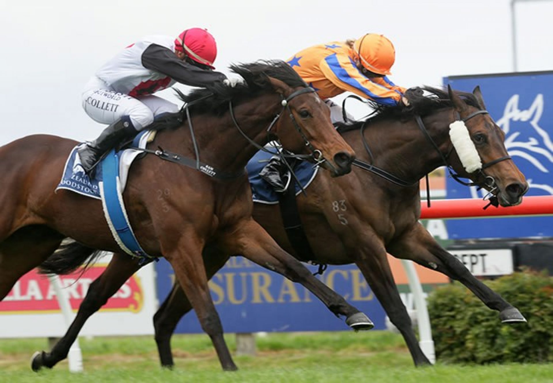 Avantage (Fastnet Rock) winning the G3 Hawke’s Bay Breeders Gold Trail Stakes at Hastings