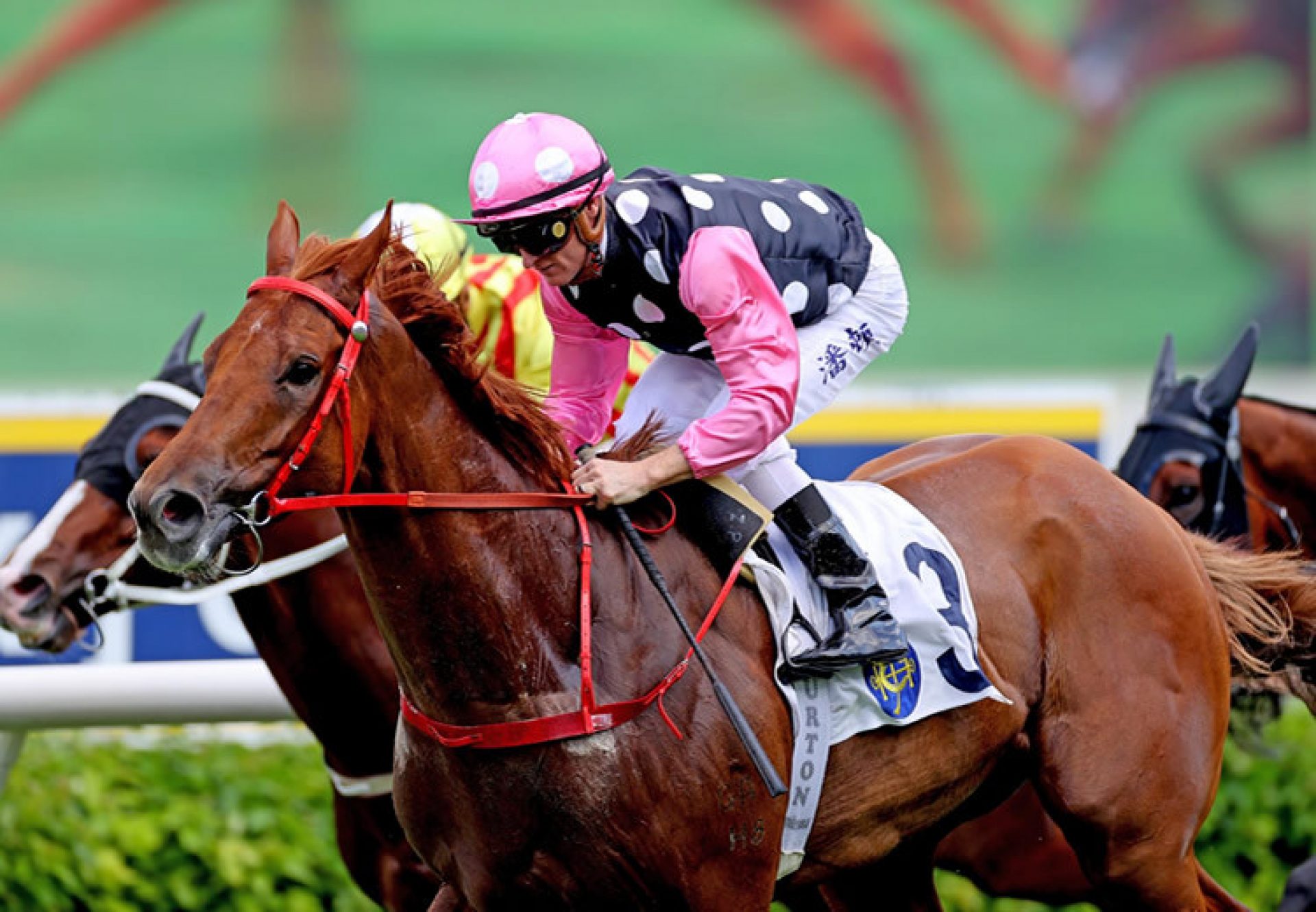 Beauty Eternal (Starspangledbanner) winning the Gr.3 Lion Rock at Sha Tin