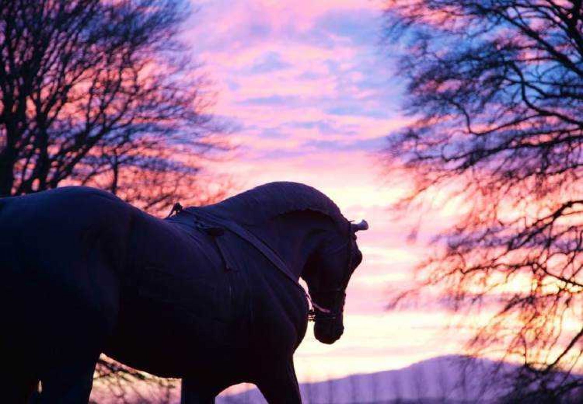 Ballydoyle