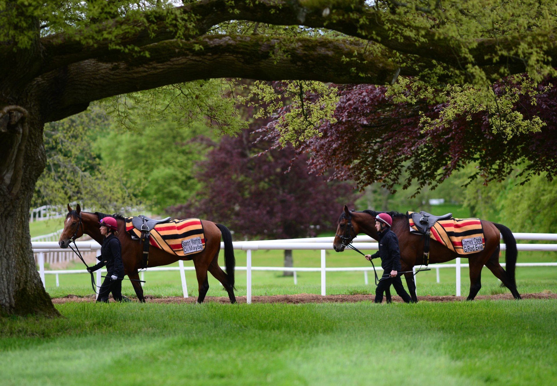 Saxon Warrior at Ballydoyle