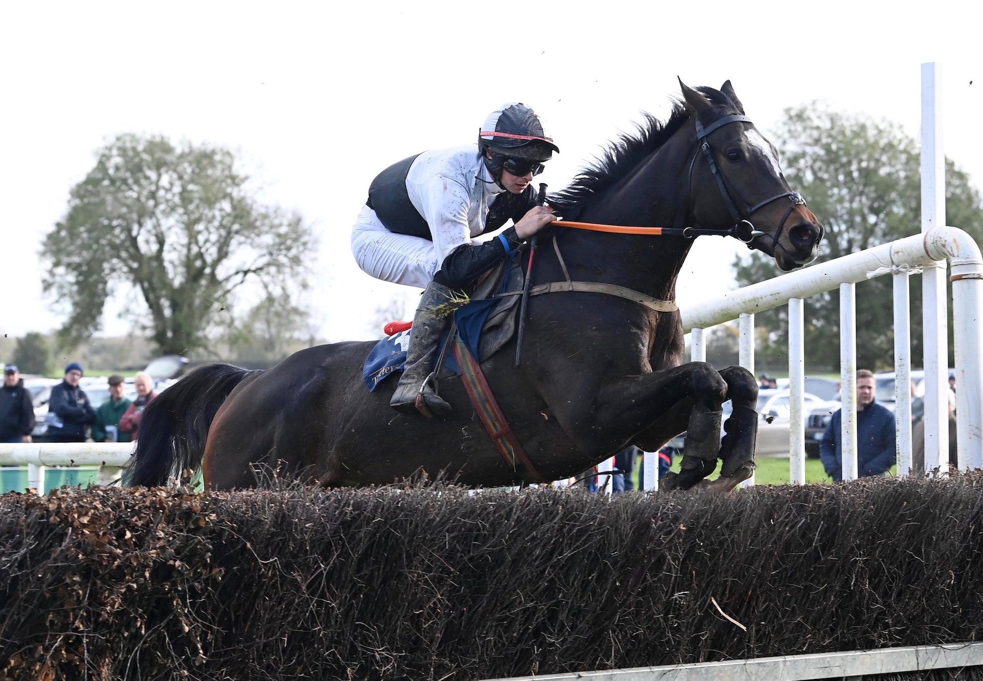 Ballyrashane (Milan) Wins At Damma House