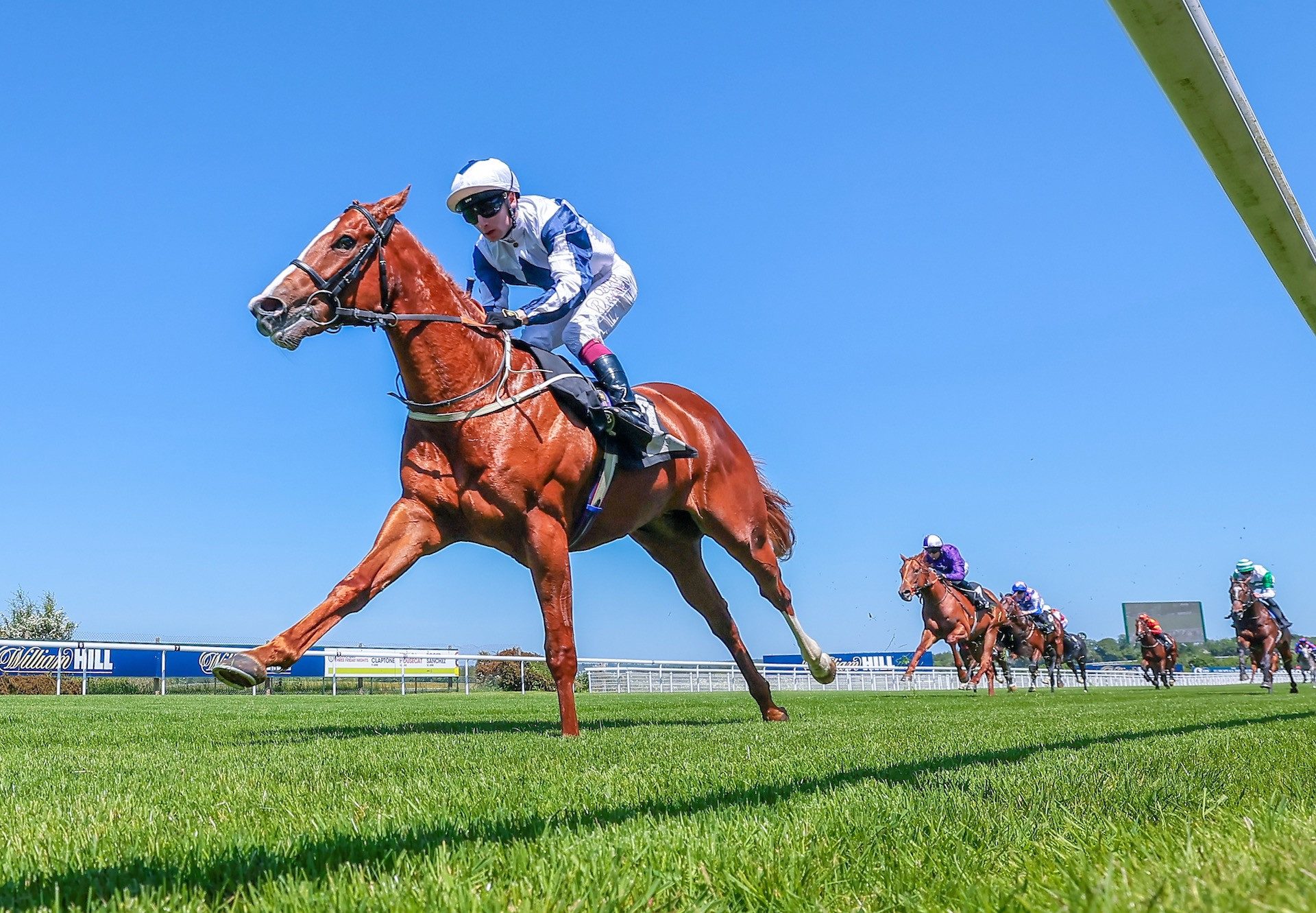 Barnwell Boy (Starspangledbanner) Impresses On Debut at Goodwood