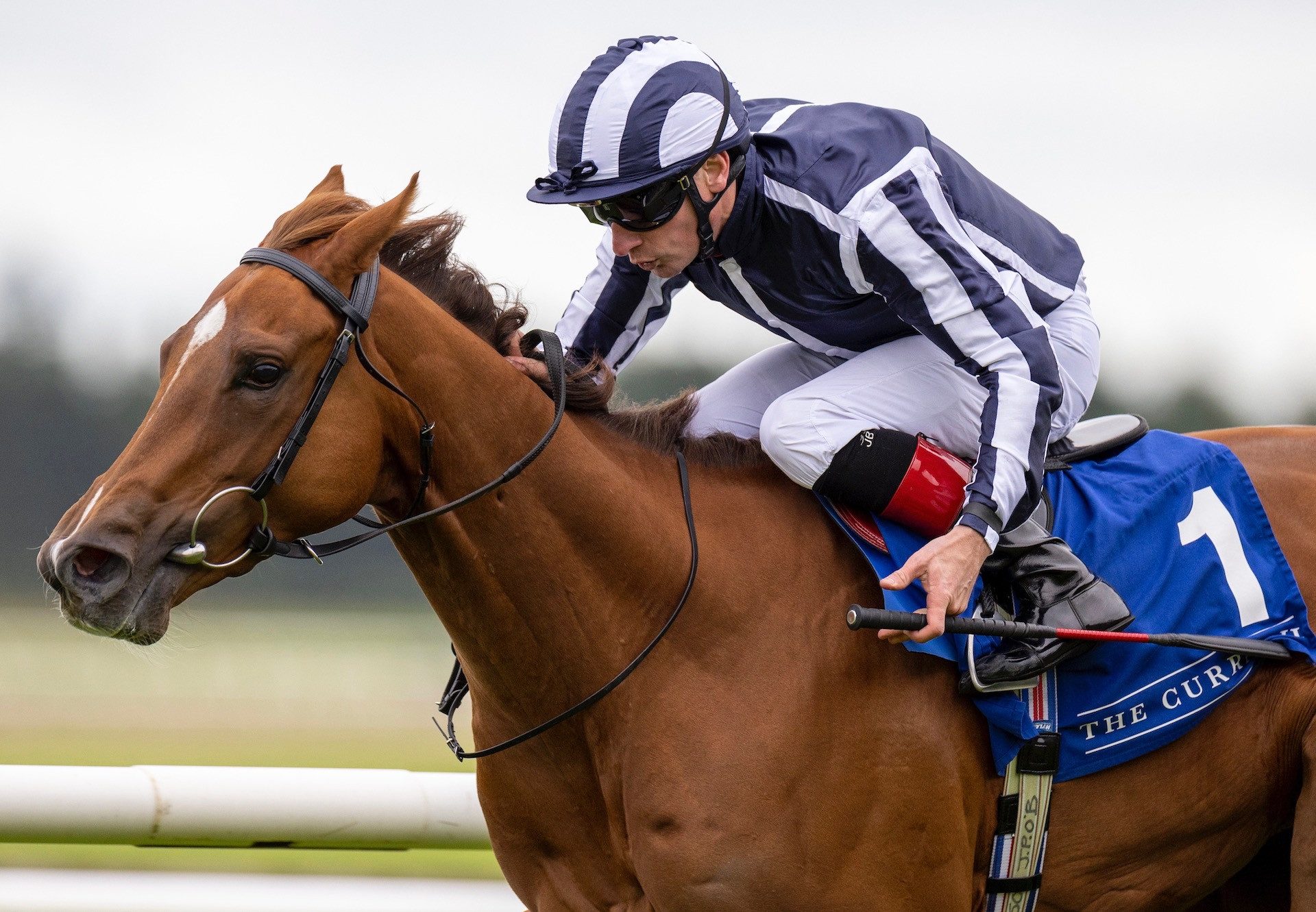 Basil Martini (Starspangledbanner) Wins The Group 3 Weld Park Stakes at the Curragh