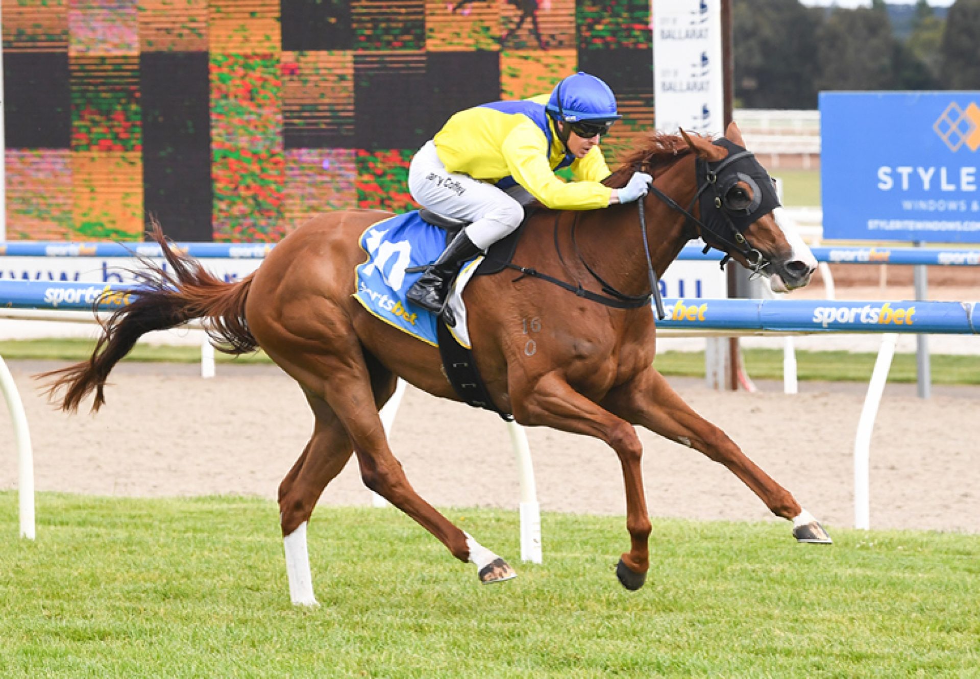 Batrana (Justify) wins at Ballarat