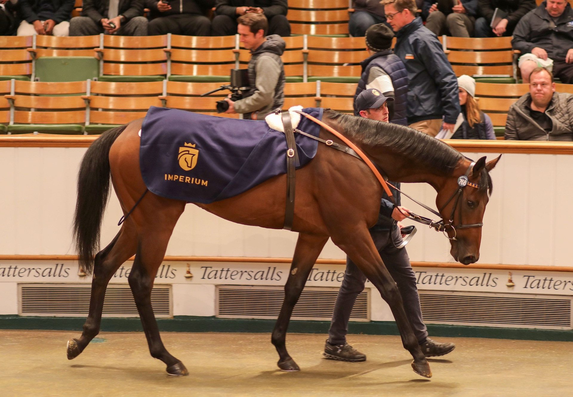 Bear On The Loose (Footstepsinthesand) Sells For 280000Gns at Tattersalls HIT