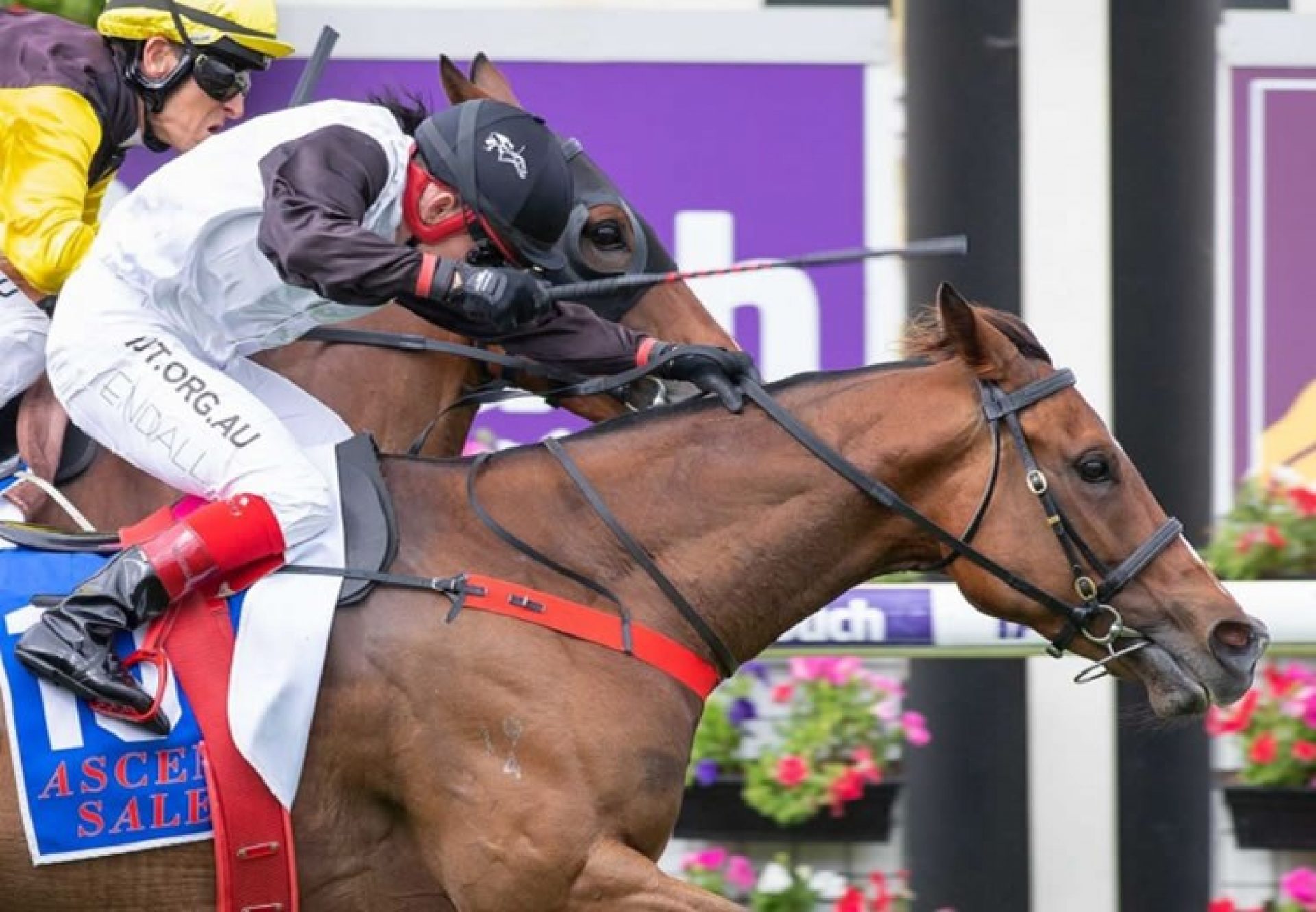 Beautiful Mind (So You Think) winning the Listed Jungle Dawn Classic at Ascot