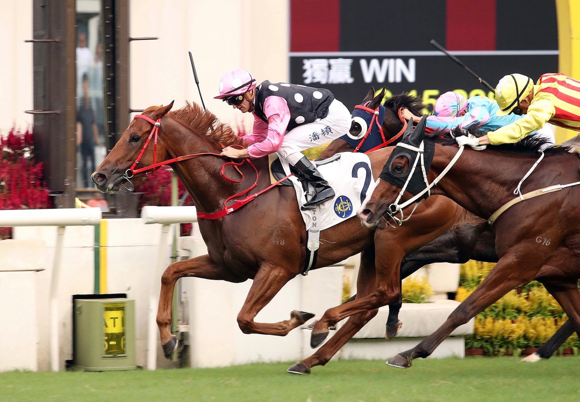 Beauty Eternal (Starspangledbanner) winning the Gr.3 Premier Trophy at Sha Tin