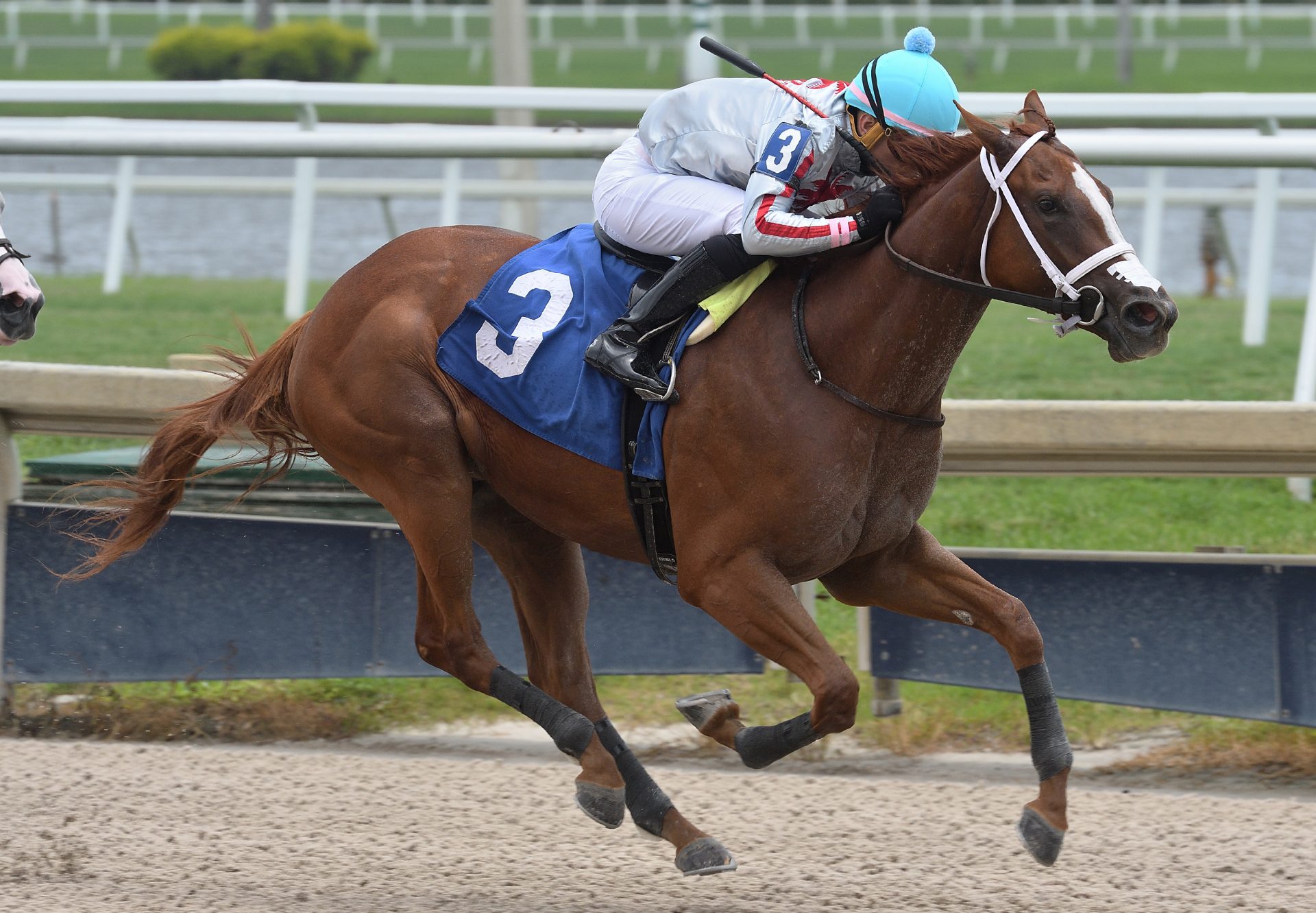 First Runner a Winner For Air Force Blue