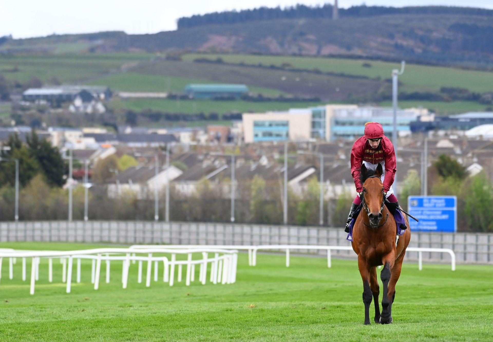 Buckaroo (Fastnet Rock) After Winning The Listed Heritage Stakes At Leopardstown