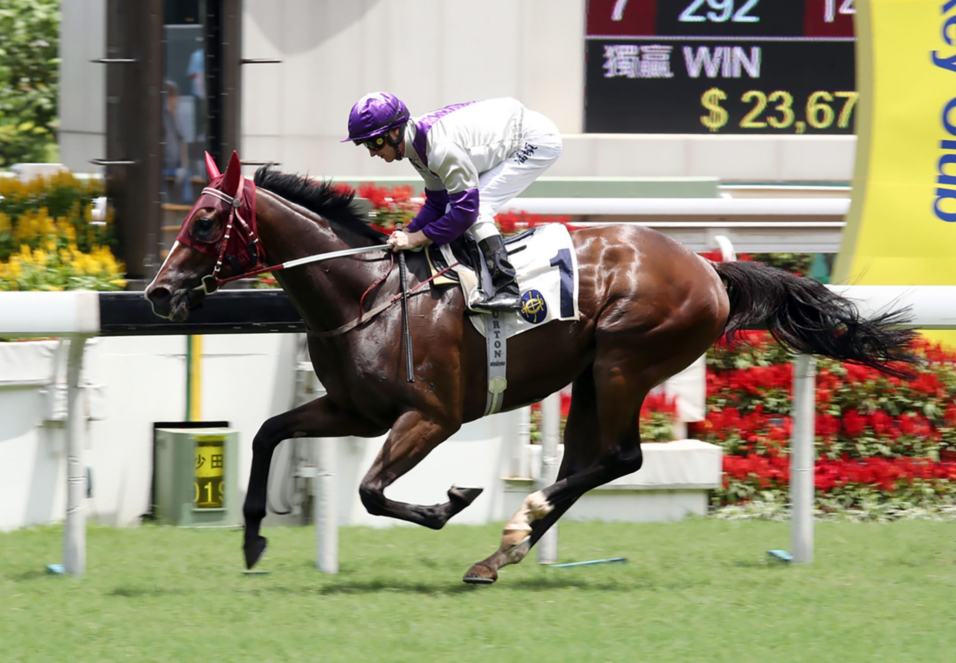 Buddies (So You Think) winning at Sha Tin