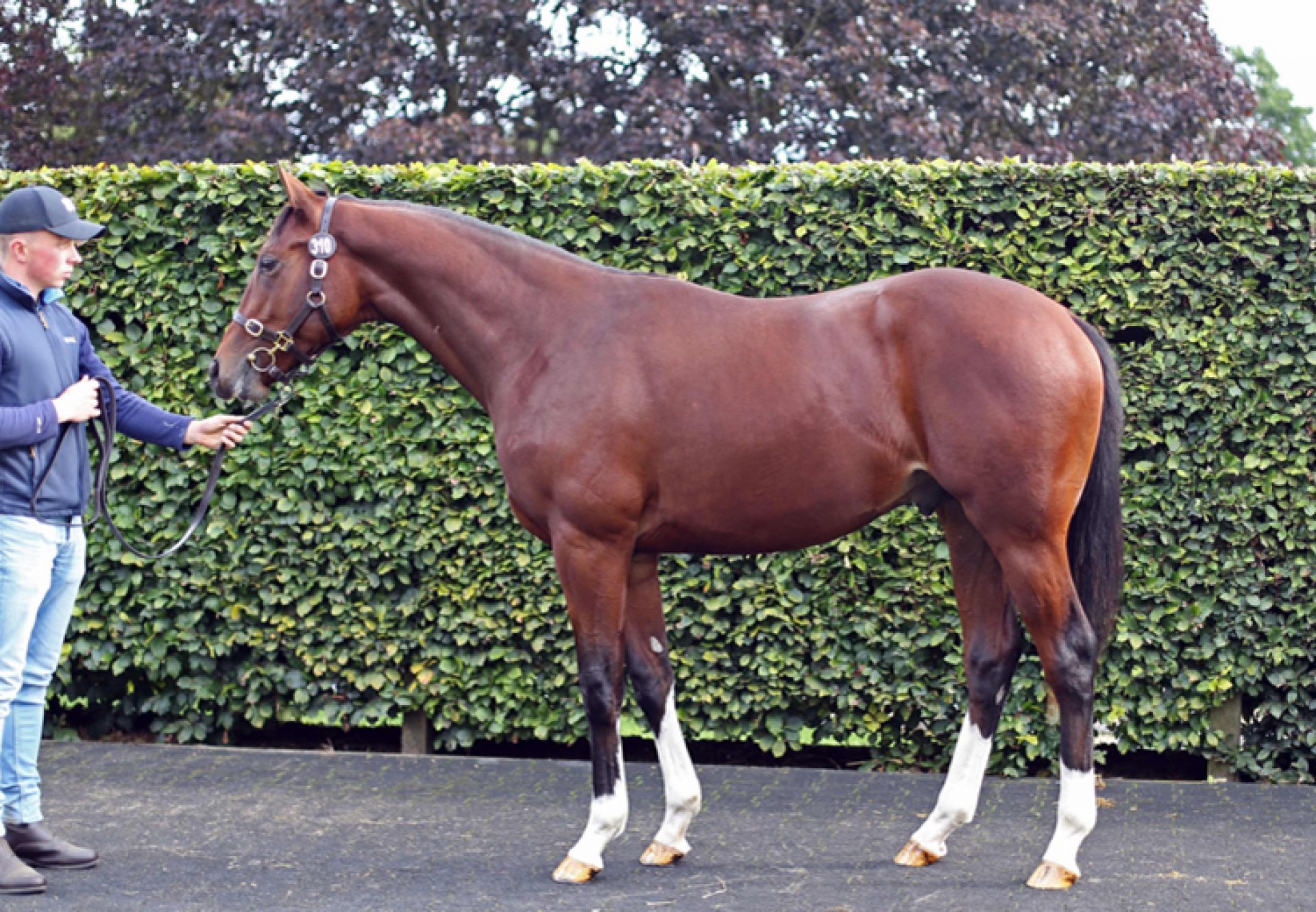 Churchill X Tanaghum yearling colt conformation shot