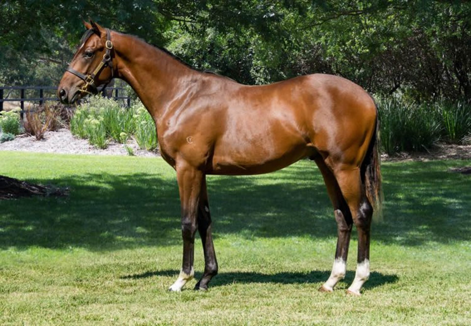 Churchill X Belle Famille yearling colt conformation shot