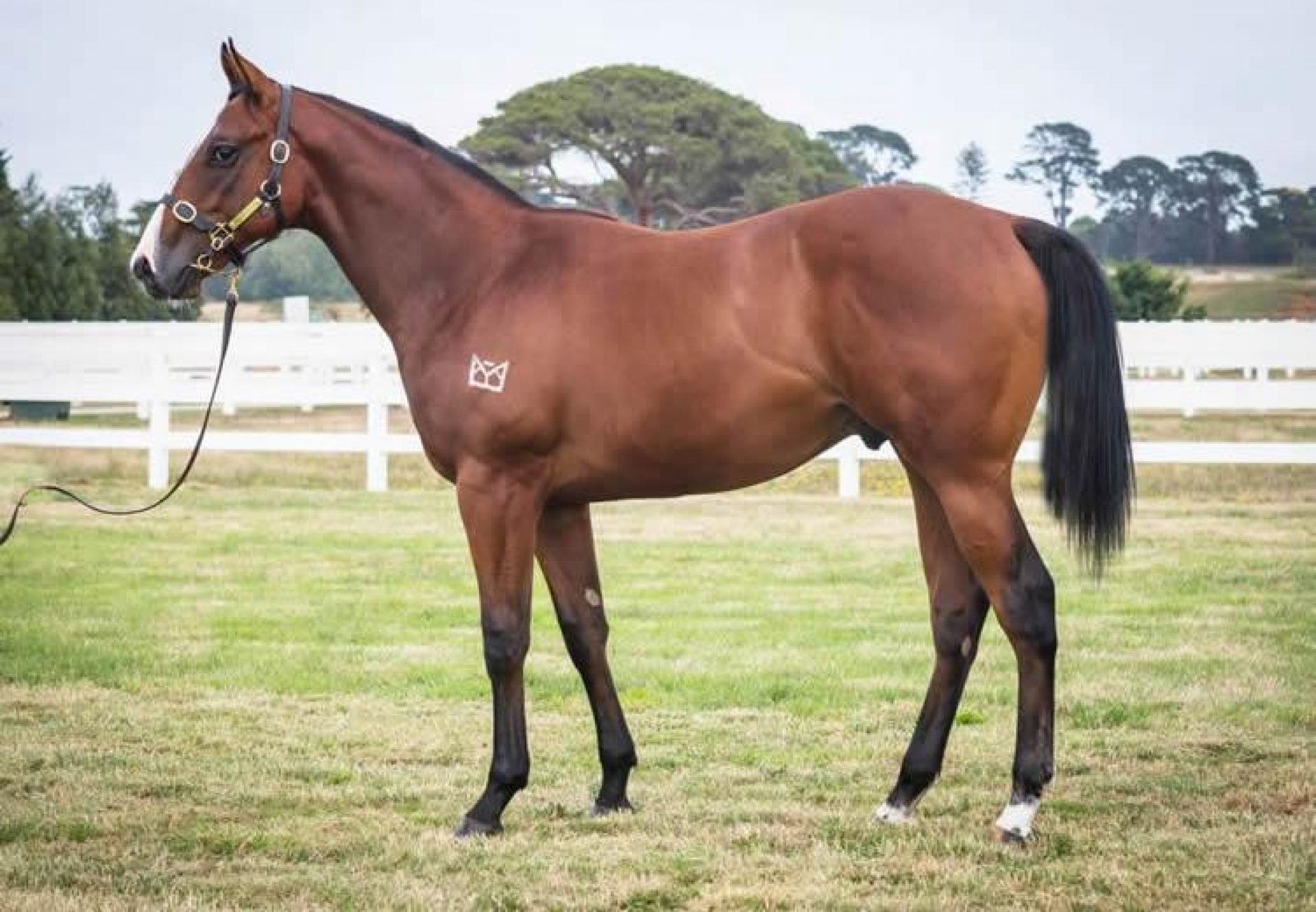 Fastnet Rock X One Funny Honey yearling colt