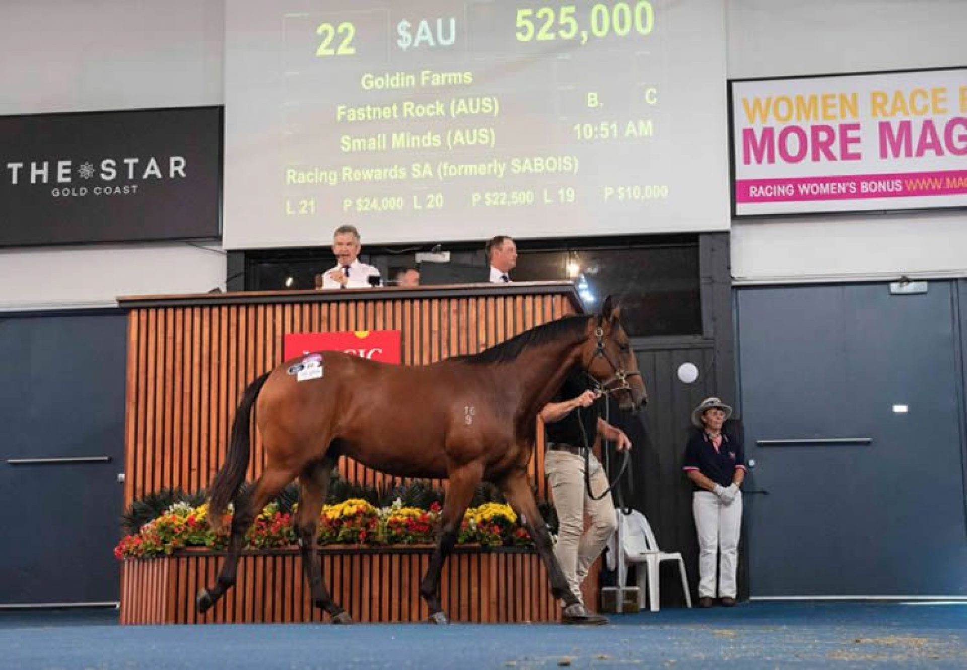 Fastnet Rock X Small Minds yearling colt