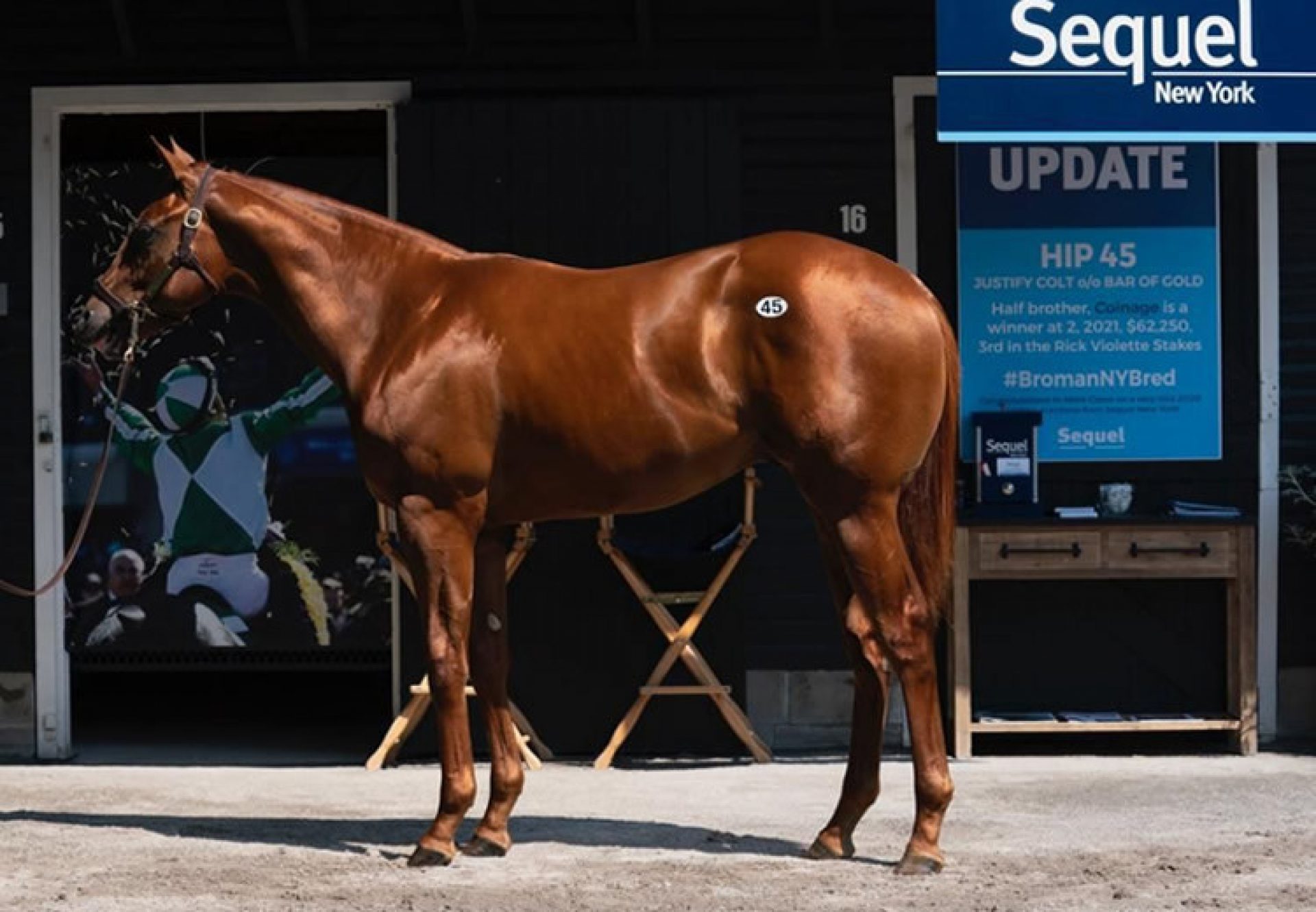 Justify X Bar Of Gold yearling colt