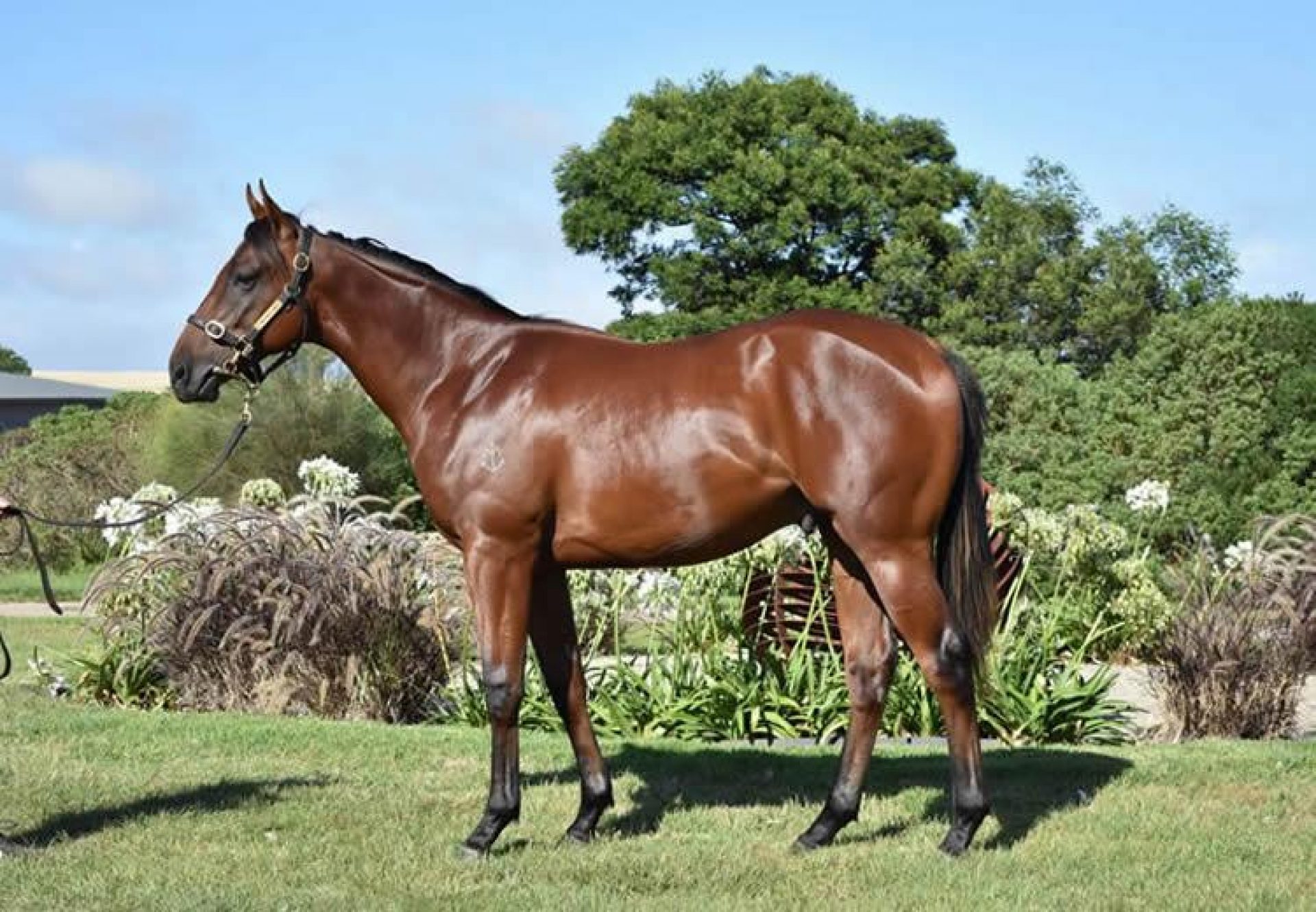 Justify X Our Miss Jones yearling colt