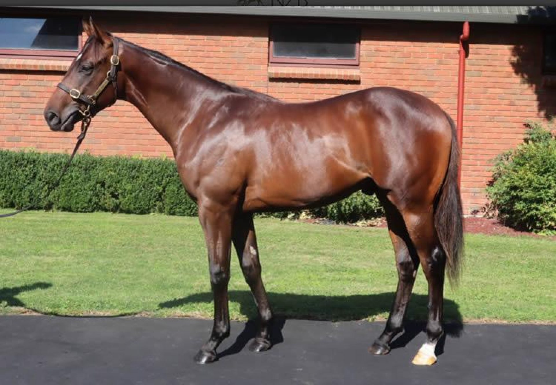 Justify X Repeat yearling colt conformation shot