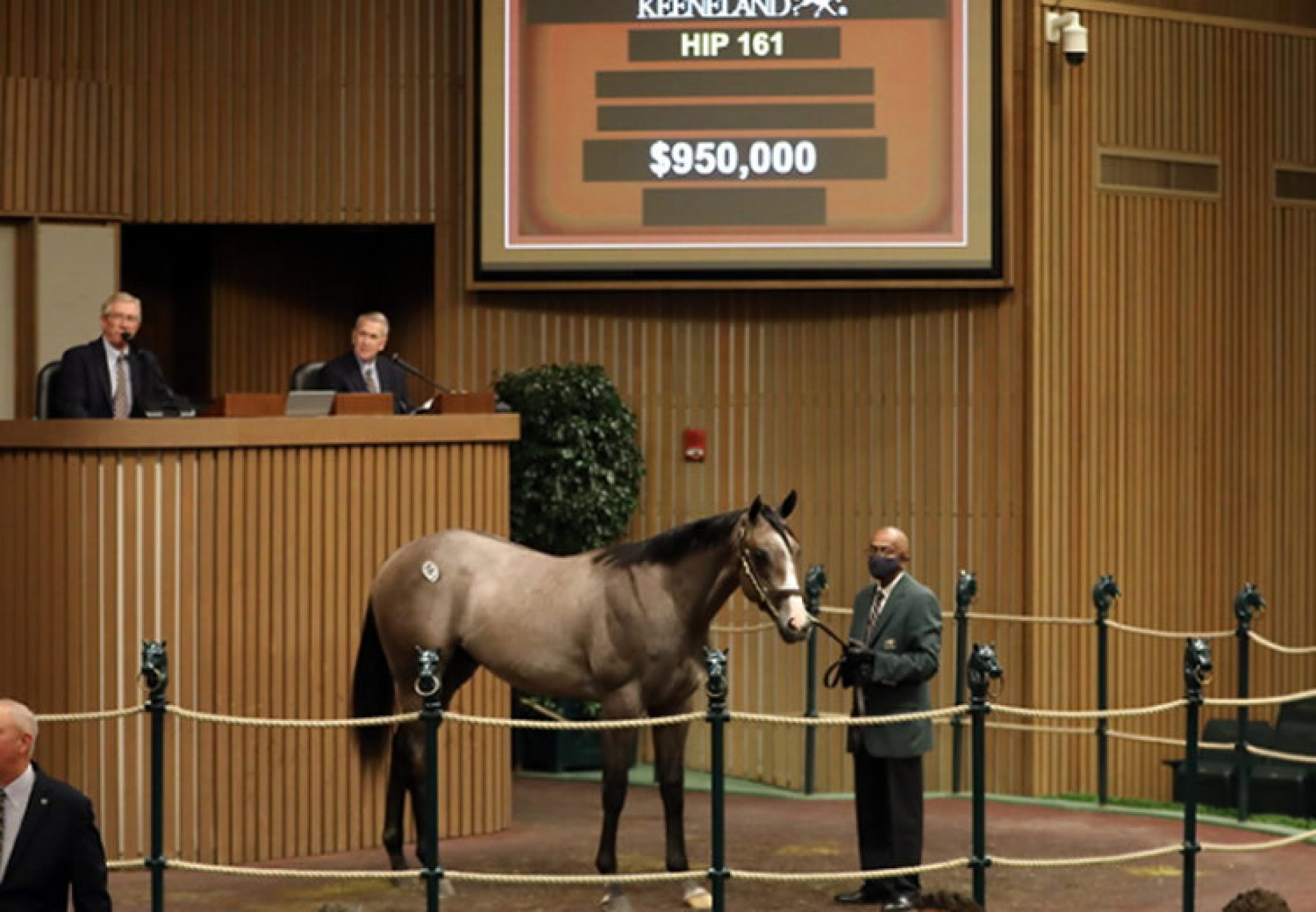 Justify X Stayclassysandiego yearling colt