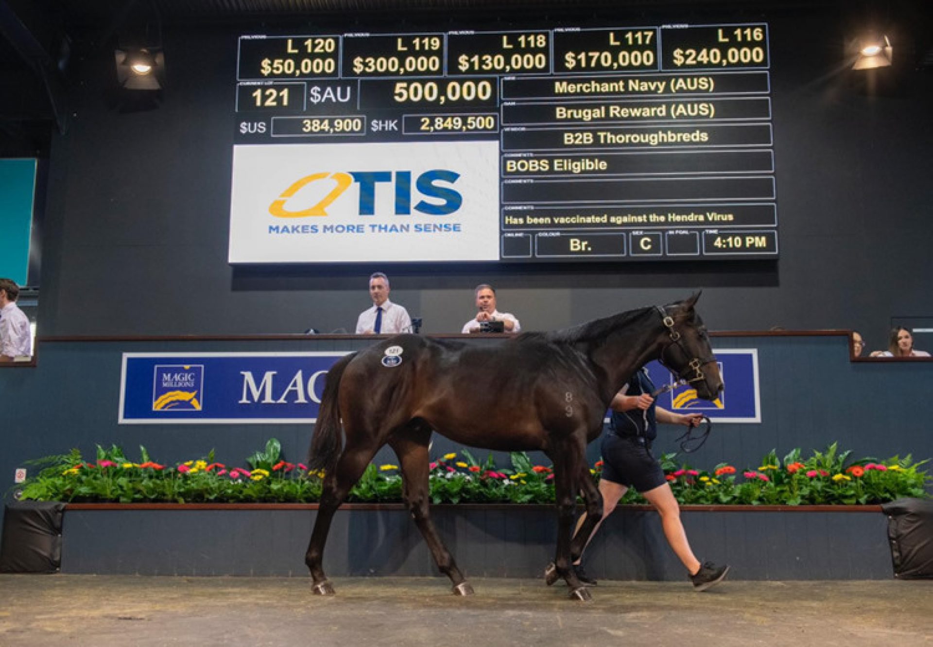 Merchant Navy X Brugal Reward yearling colt selling for $500,000 at the MMGC sale