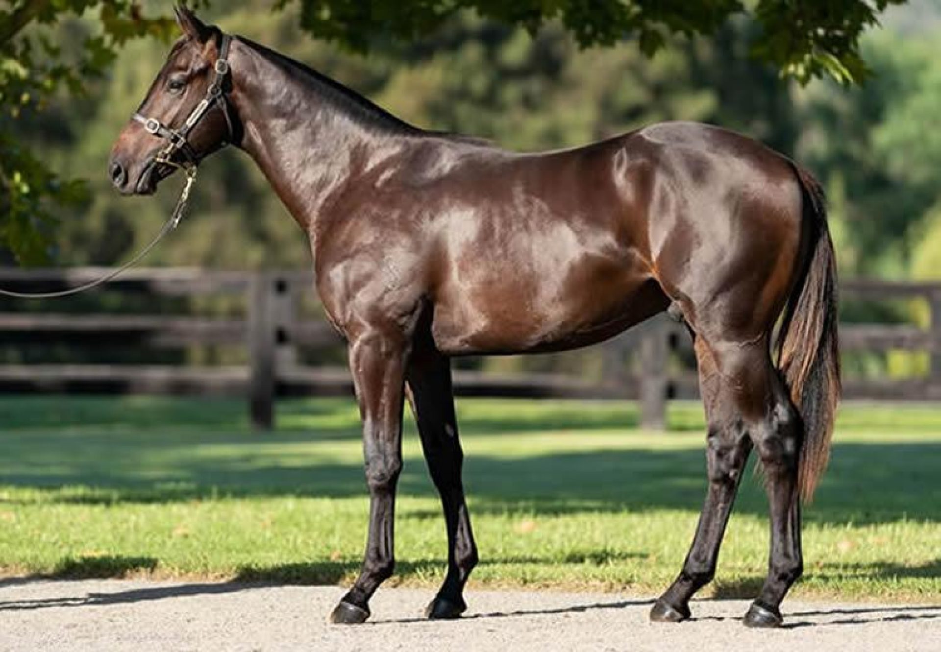 Pierro X Breakfast In Bed yearling colt