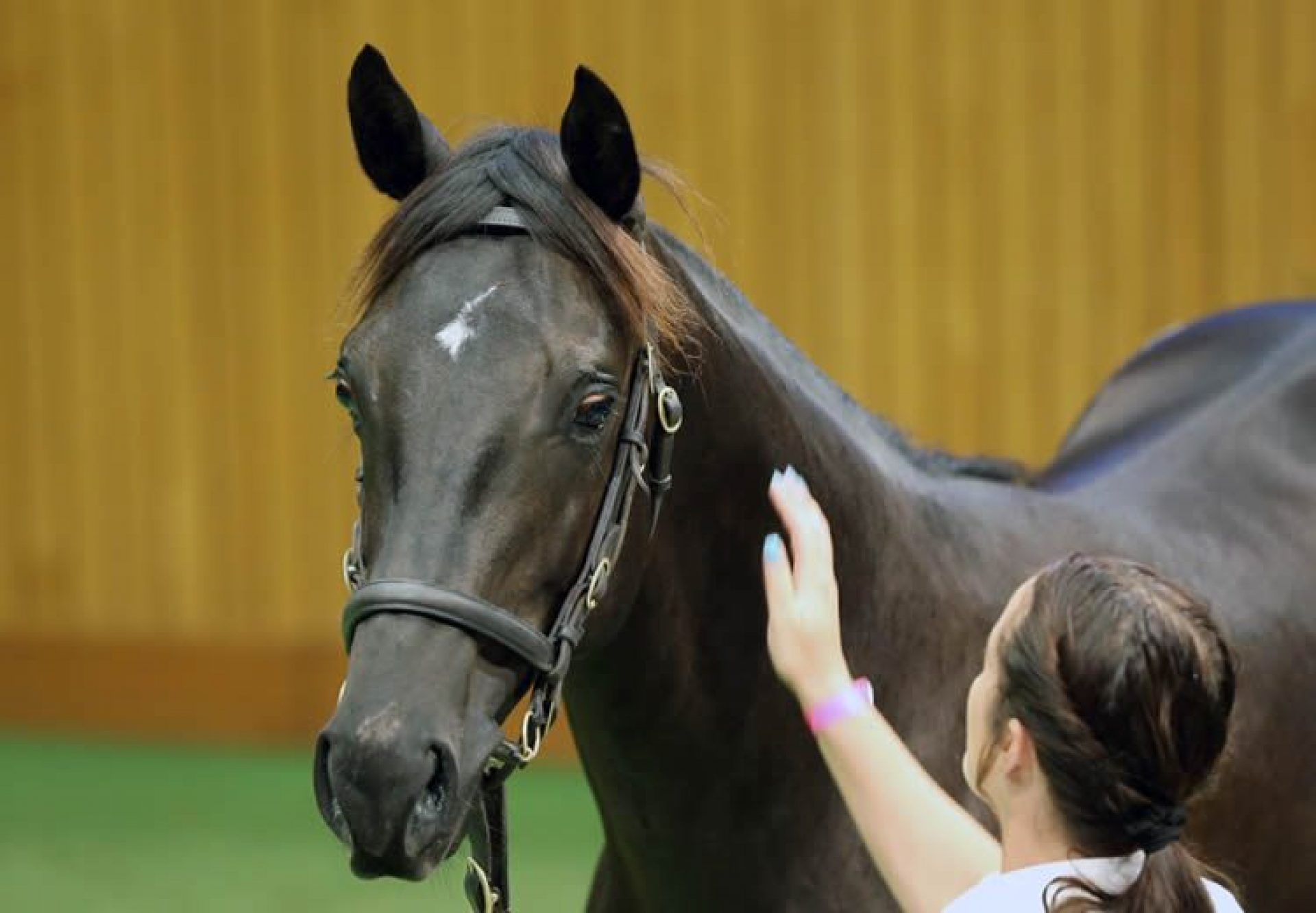 Pierro X Subatomic yearling colt selling for $850,000 at Karaka