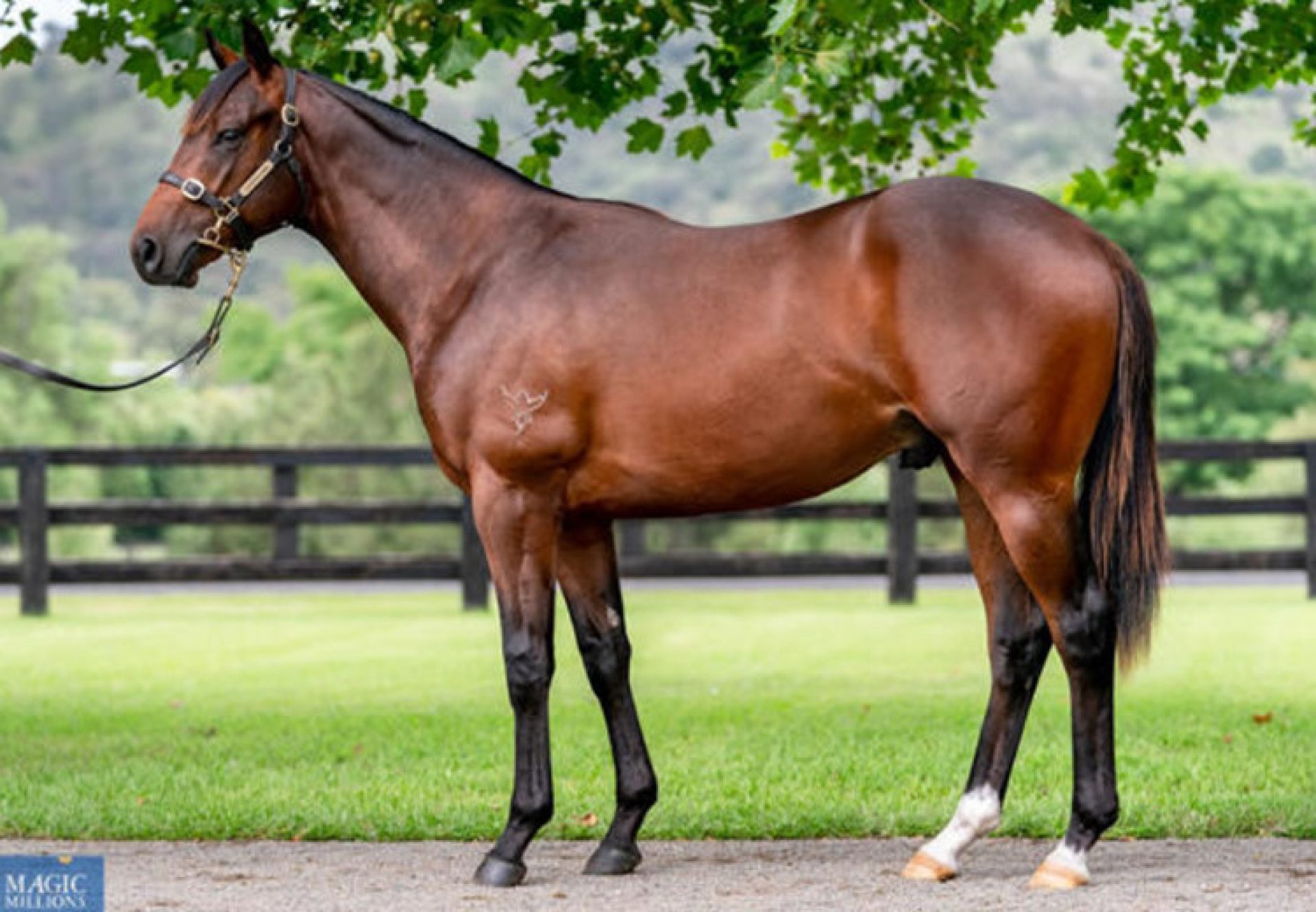 So You Think X Fragrance yearling colt conformation shot