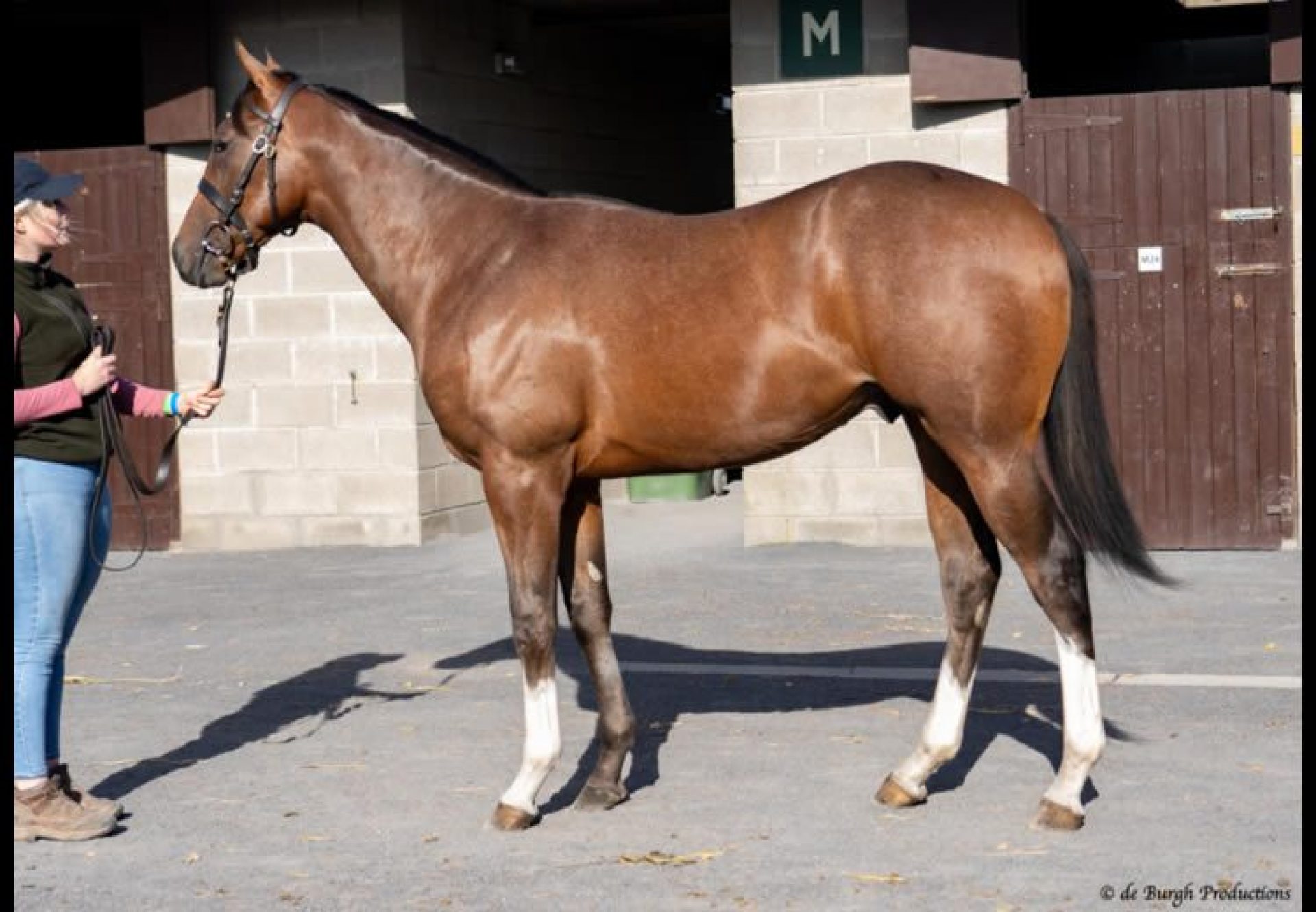 Saxon Warrior X Cassandra Go yearling colt