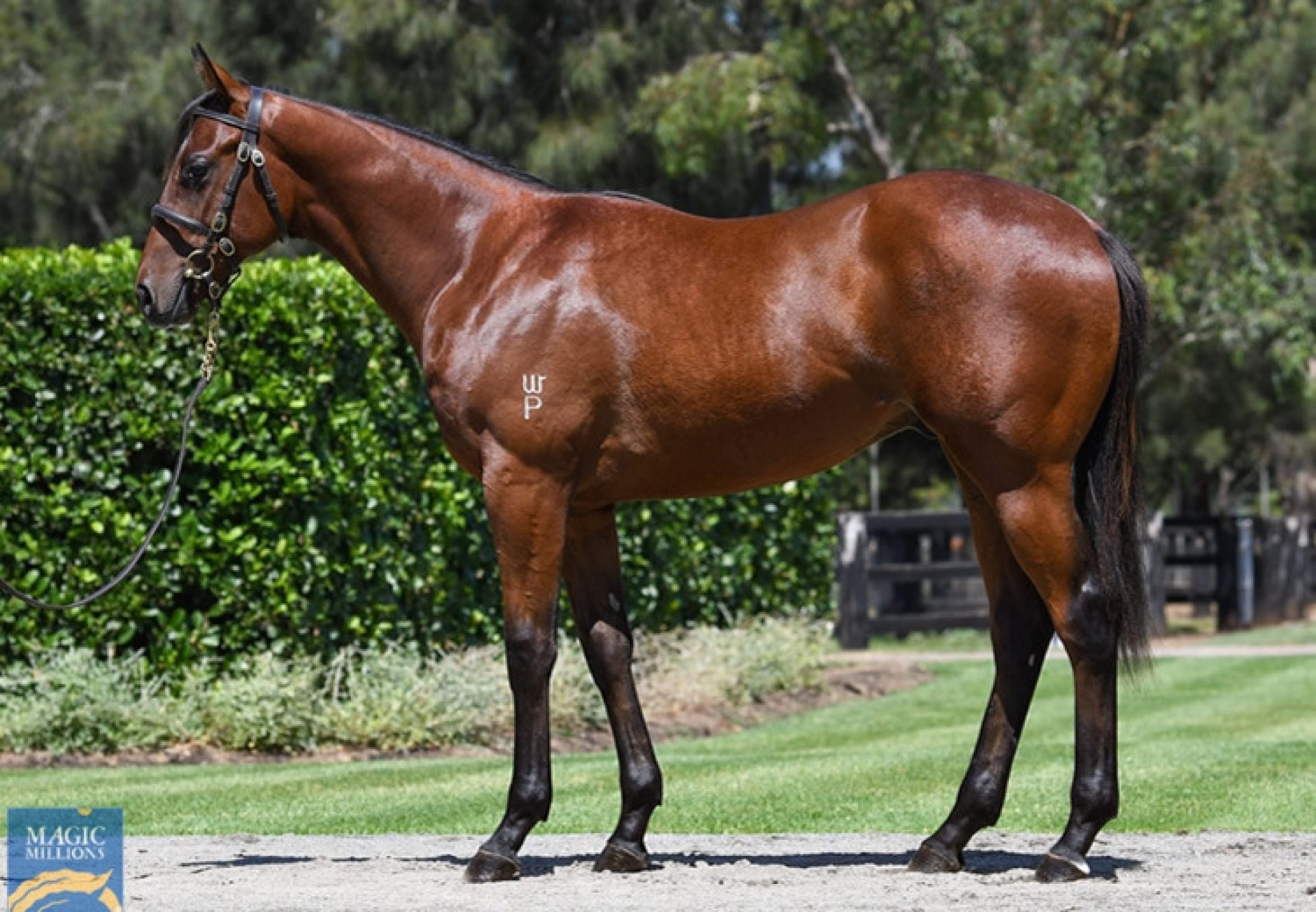 Saxon Warrior X Gypsy Chimes yearling colt conformation shot