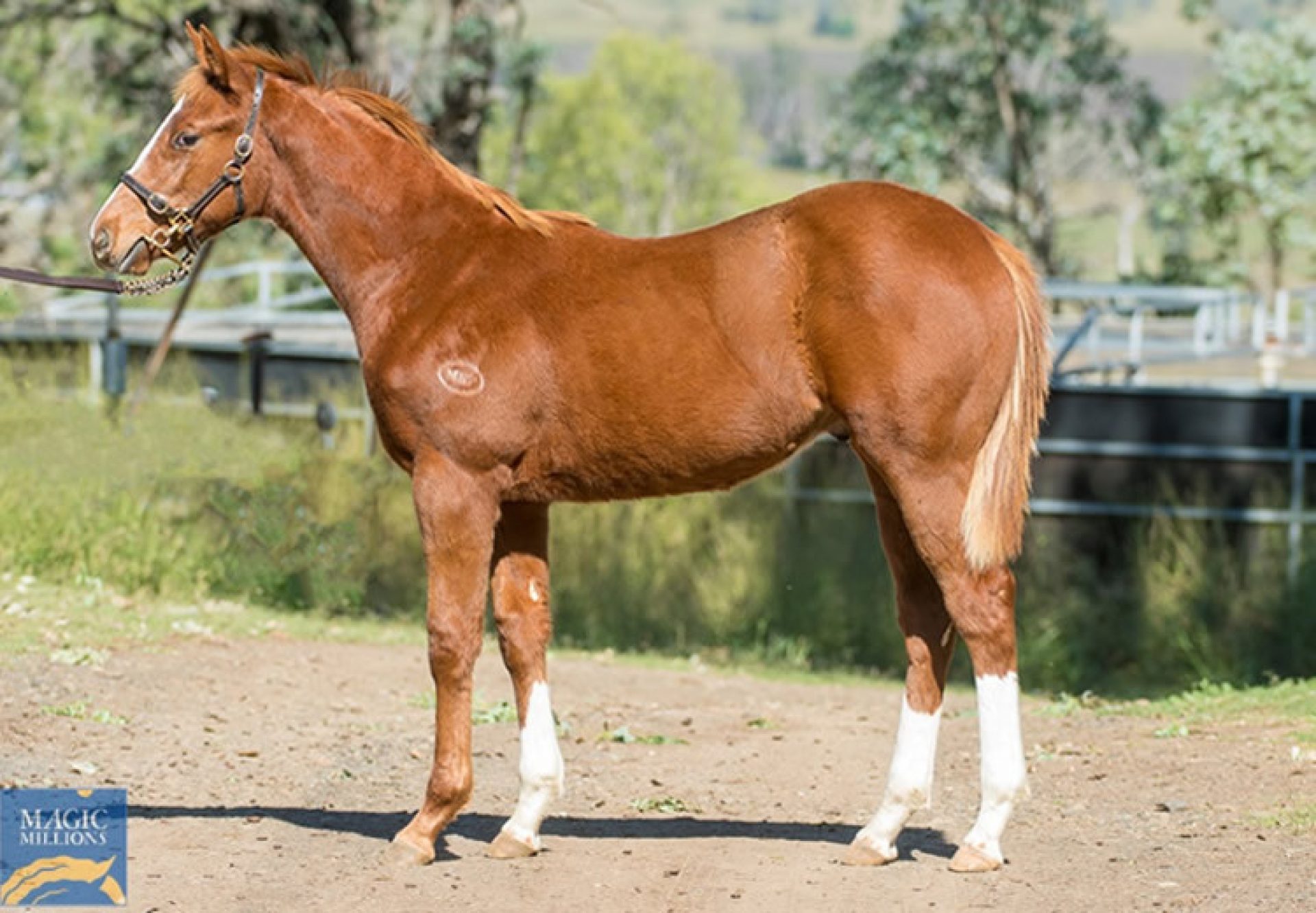 Saxon Warrior X Wickedness weanling colt