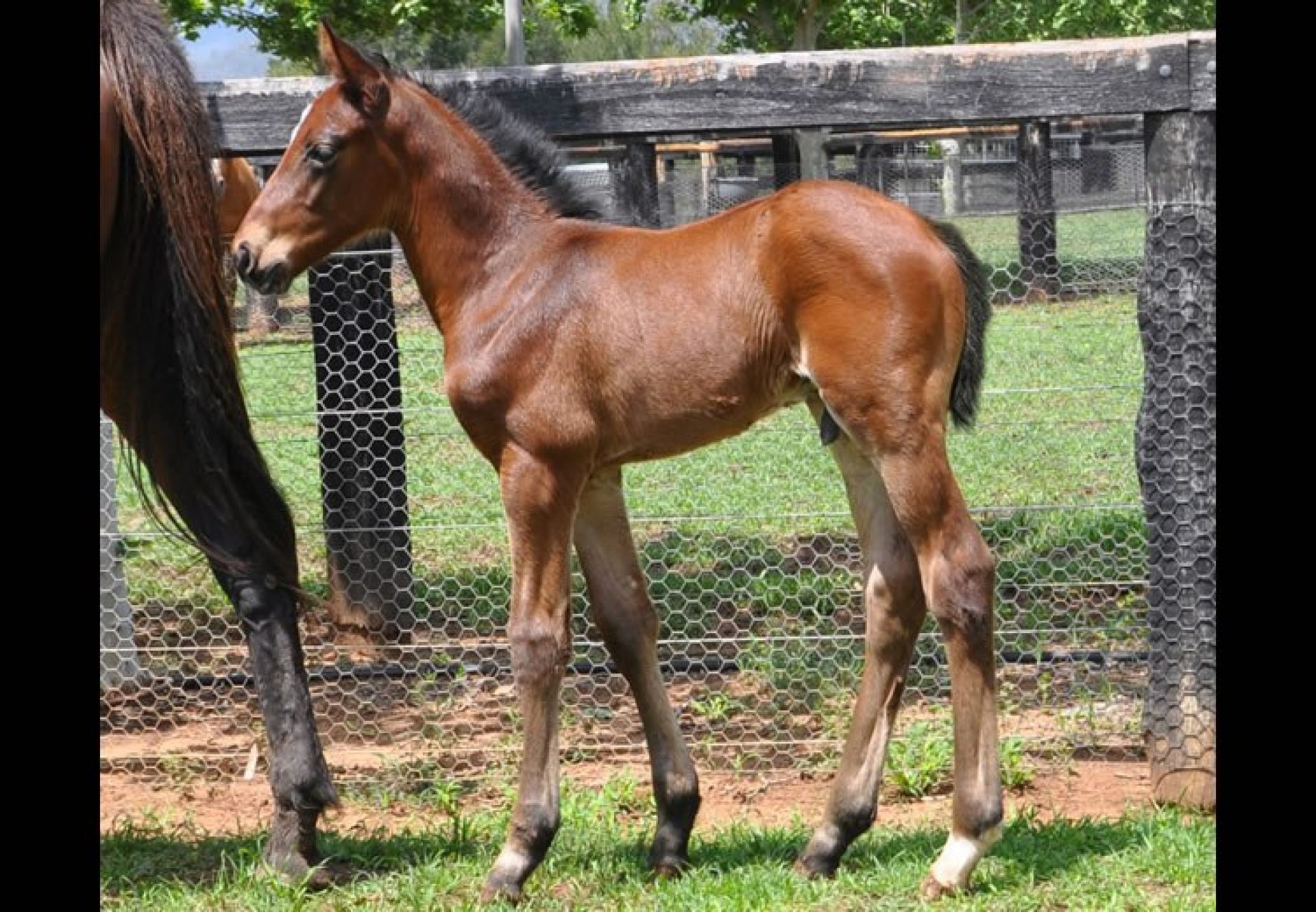 American Pharoah ex Nothin Leica Cat colt foal