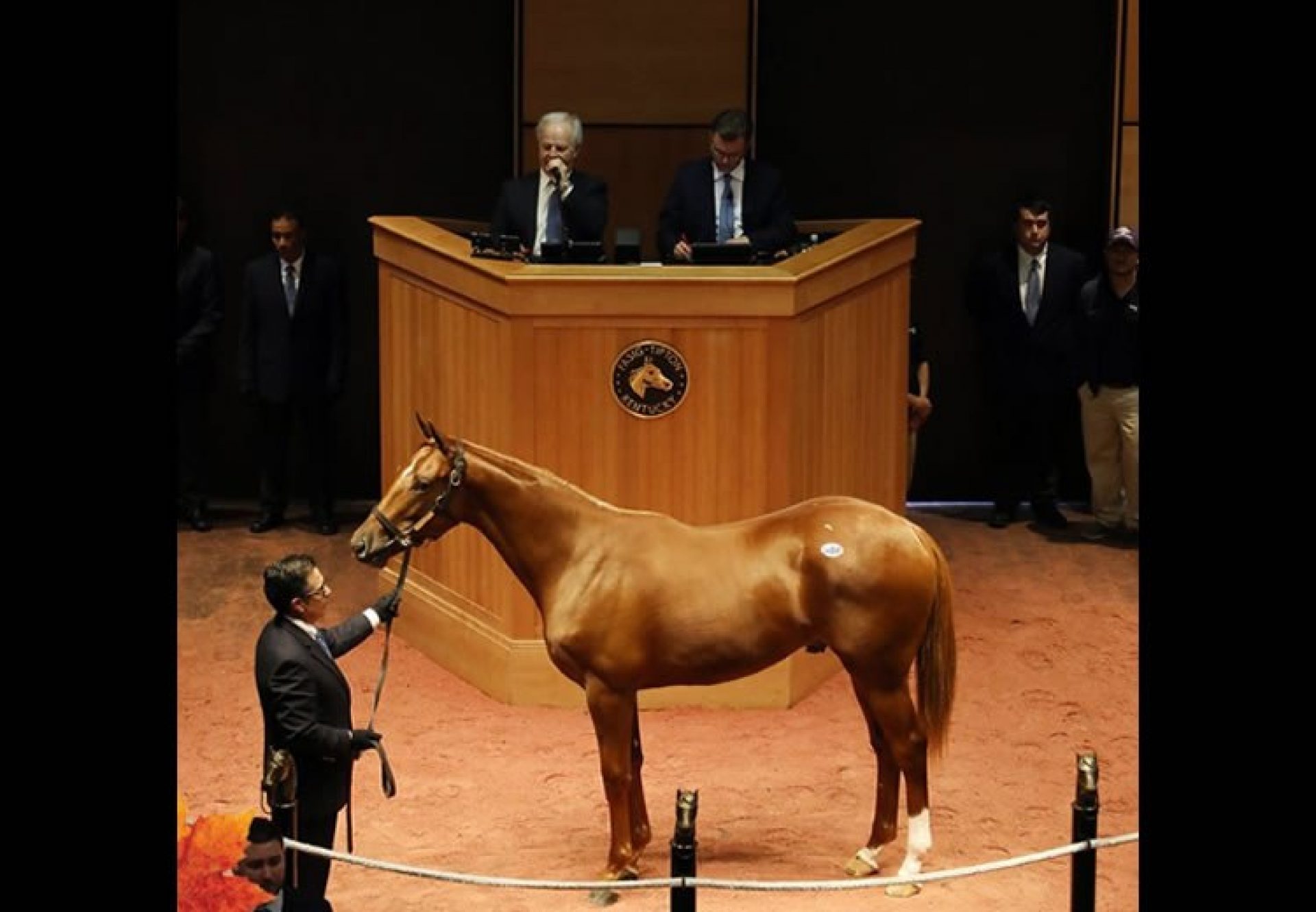 American Pharoah ex Gloat yearling colt selling for $310,000