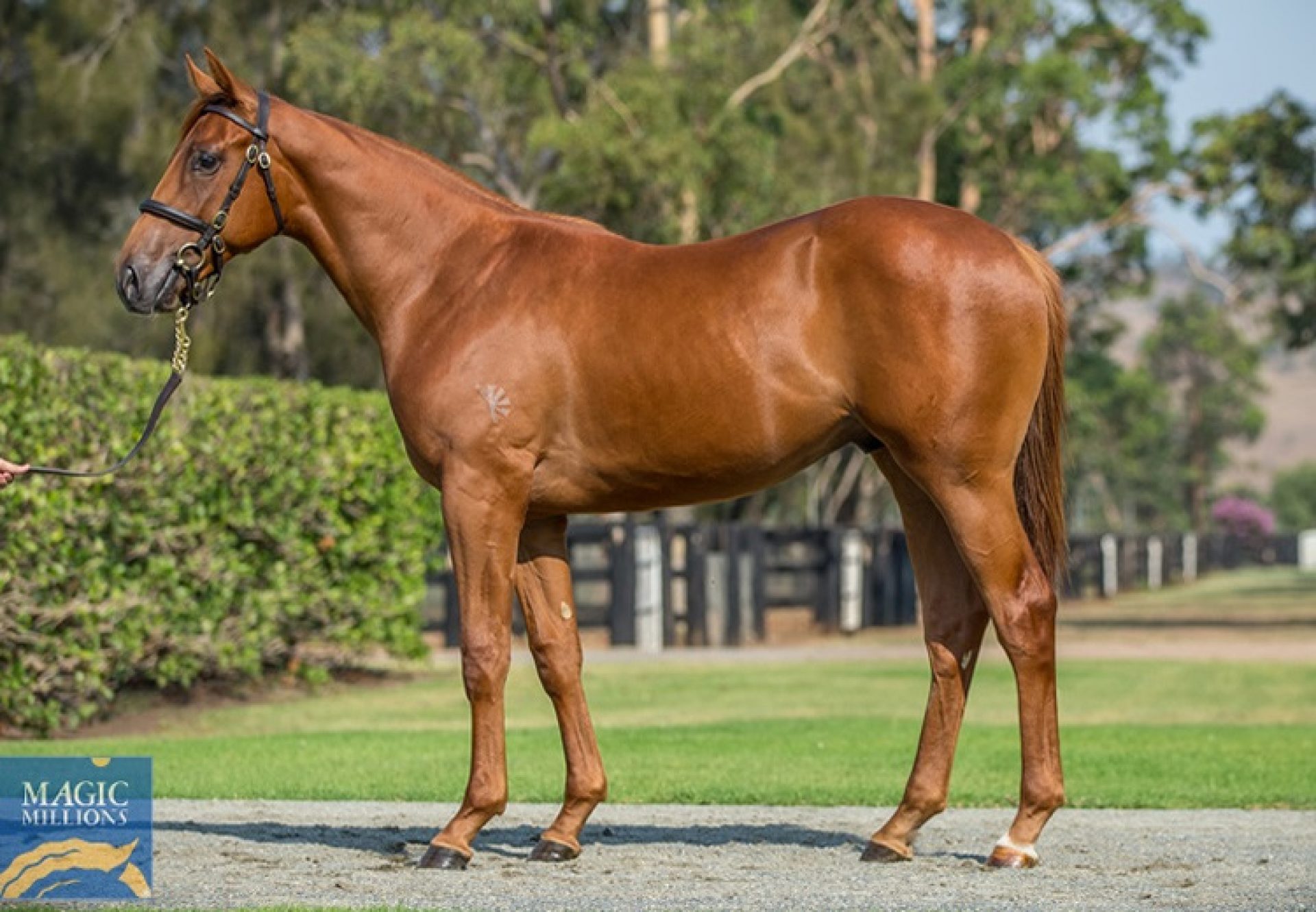 American Pharoah ex Jazz Song yearling colt