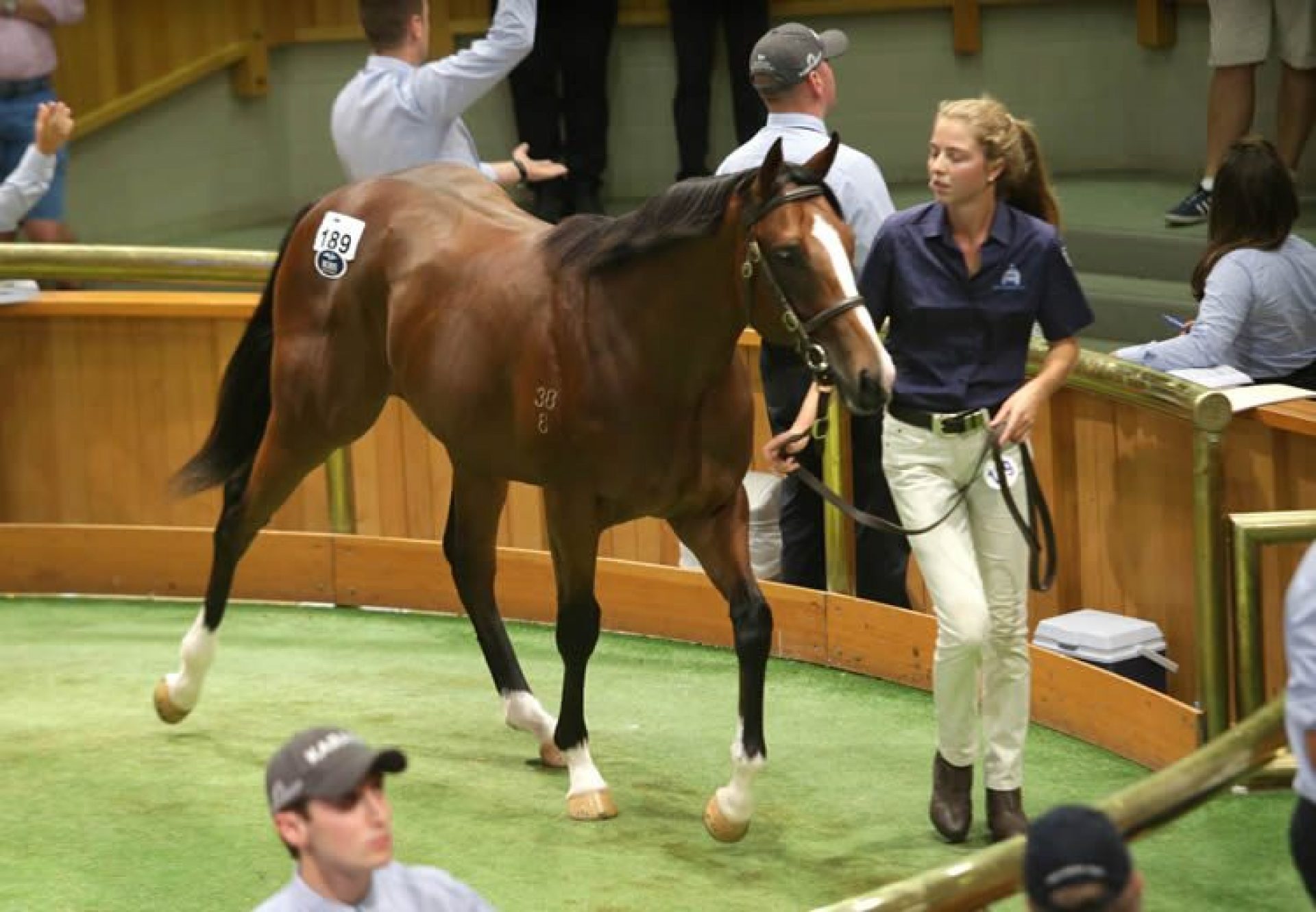 American Pharoah ex Posavina yearling colt selling for $575,000 at Karaka