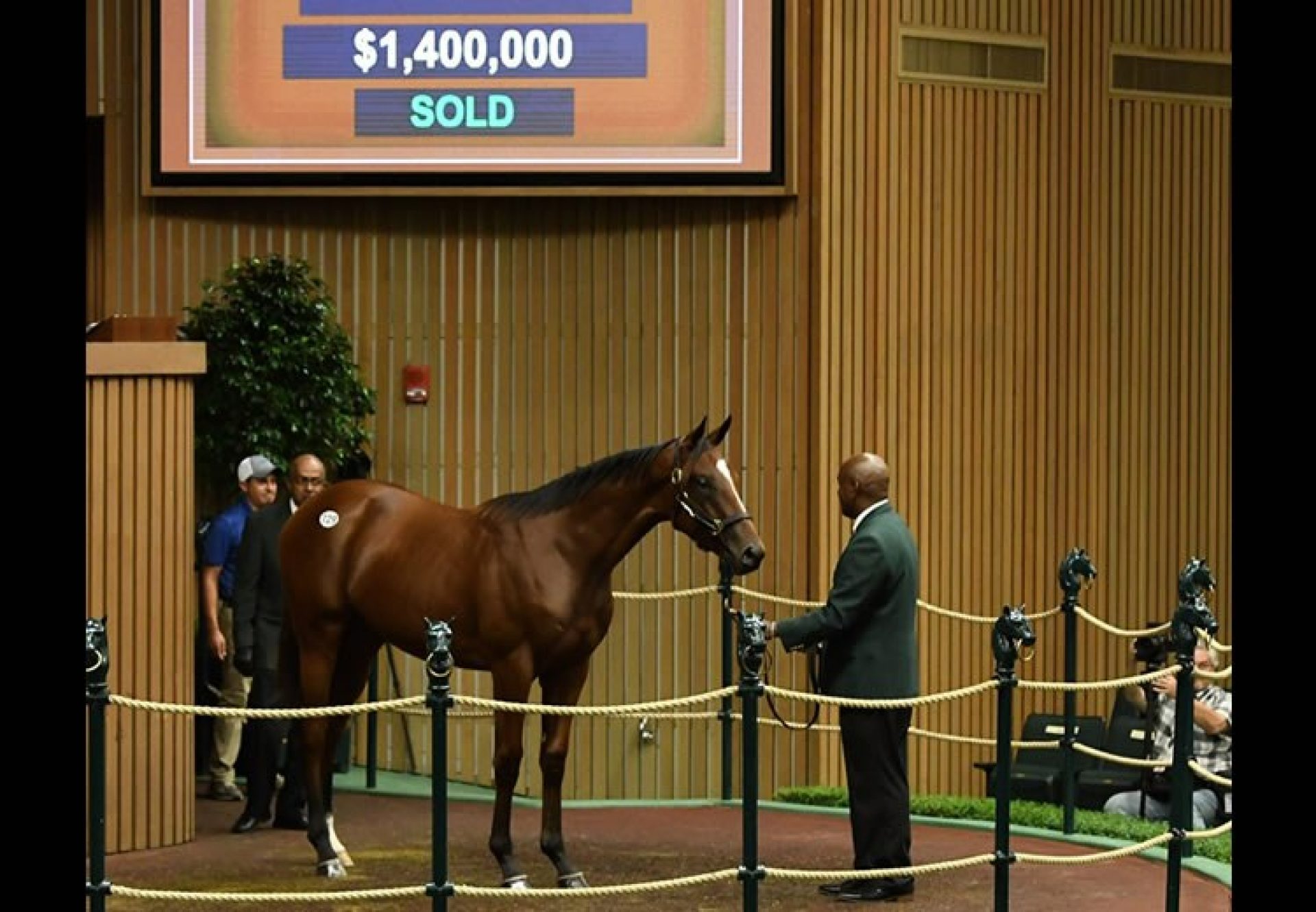 American Pharoah ex Bsharpsonata yearling colt selling for $1.4 million