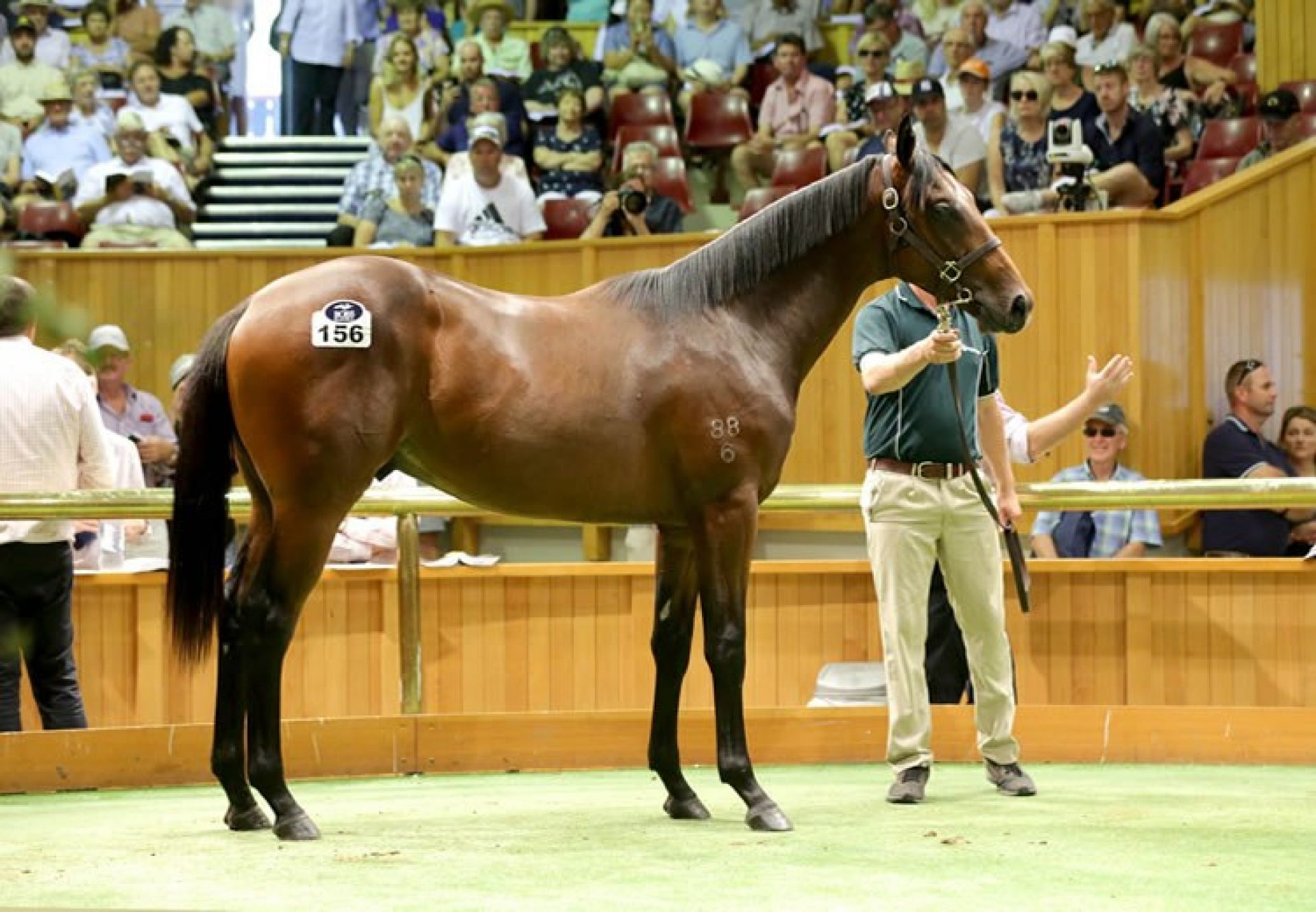 Fastnet Rock ex Diademe colt selling for £1 million at Karaka