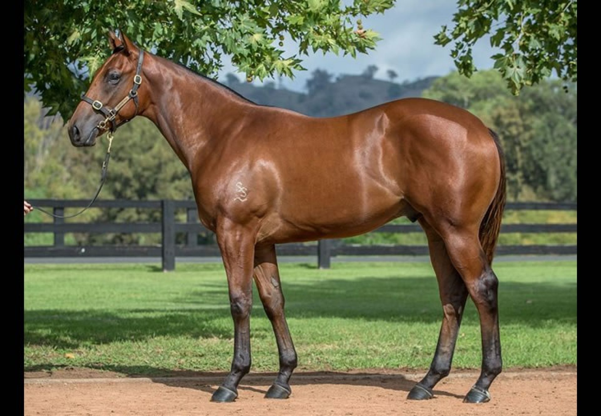 Fastnet Rock ex Legally Bay yearling colt conformation shot