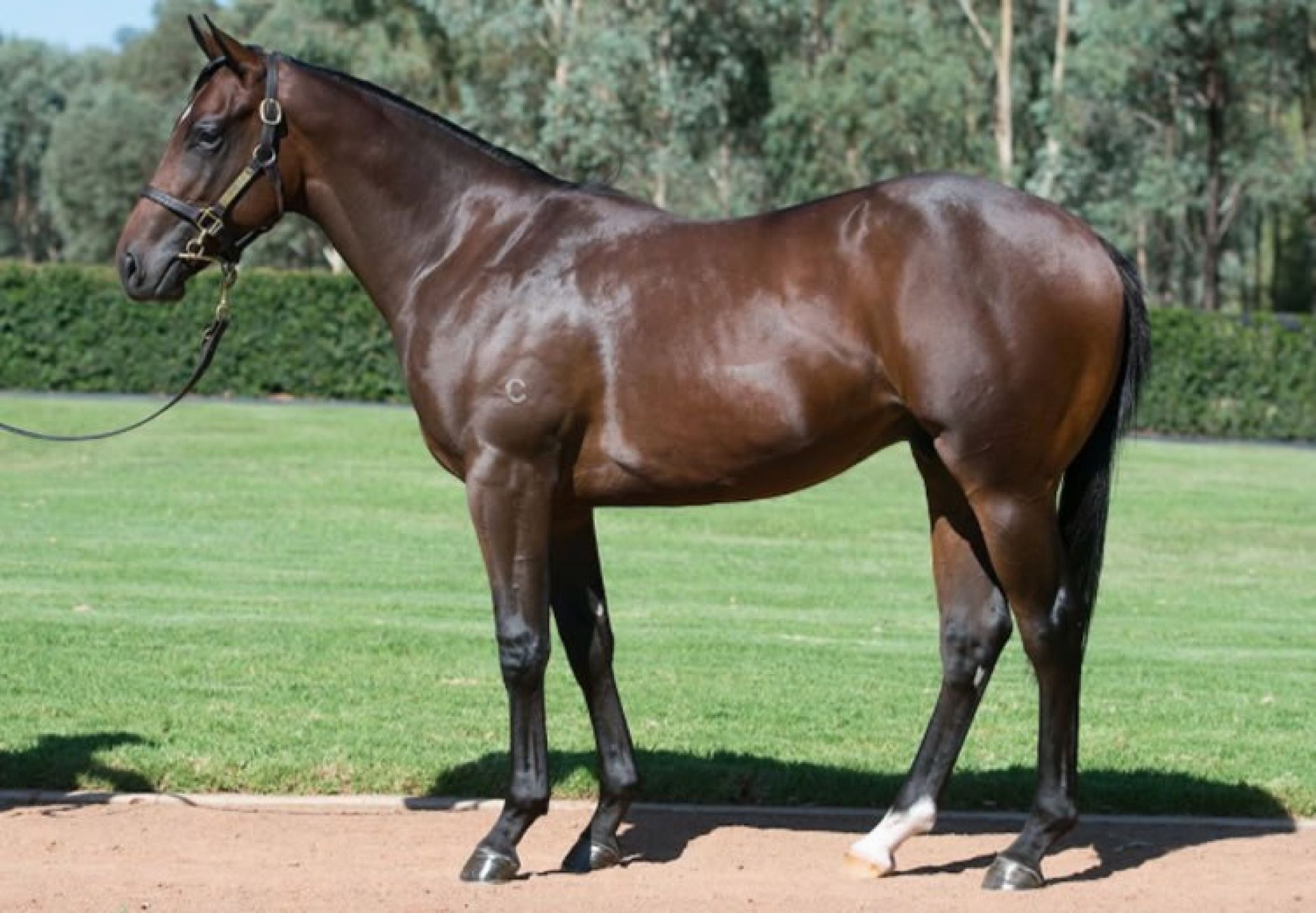 Fastnet Rock ex O'Marilyn conformation shot