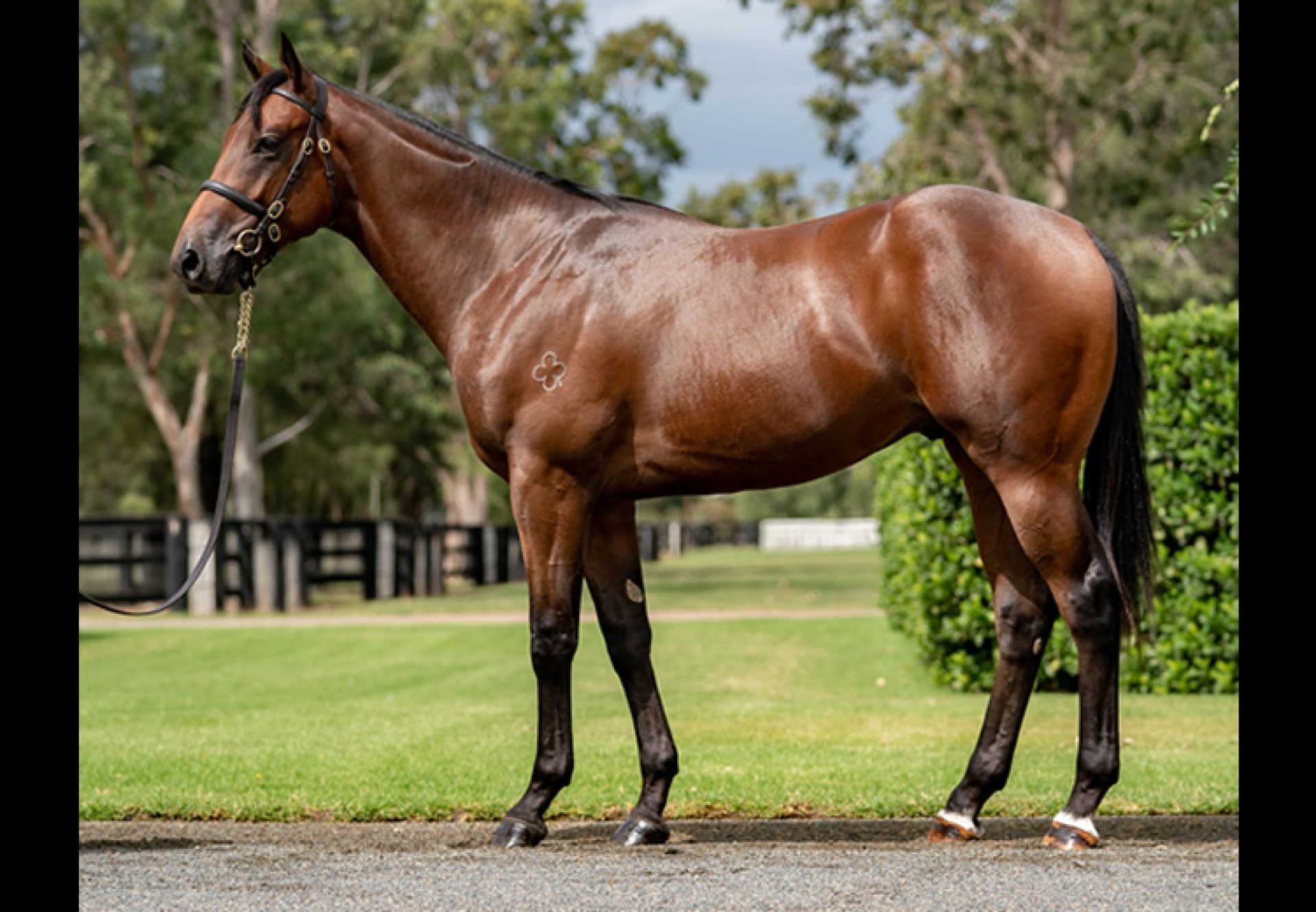 Pride Of Dubai ex Nazca yearling colt