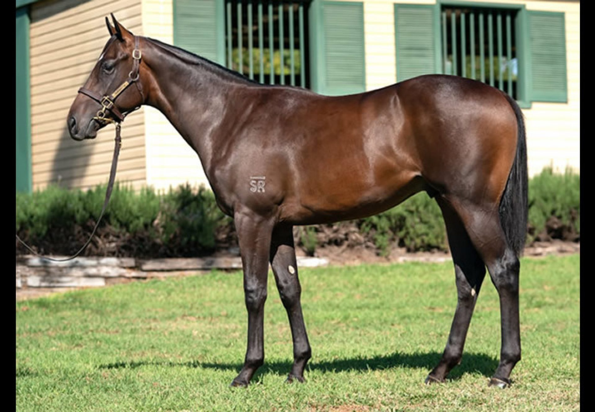 Pierro ex Life on the Edge yearling colt