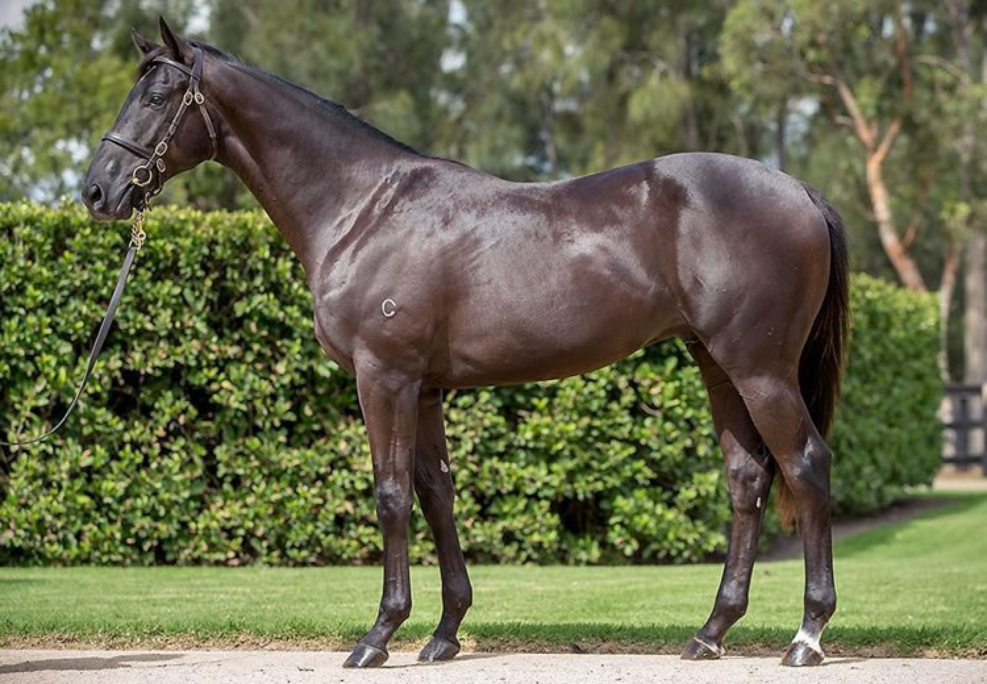 Pierro ex Muisdora yearling colt