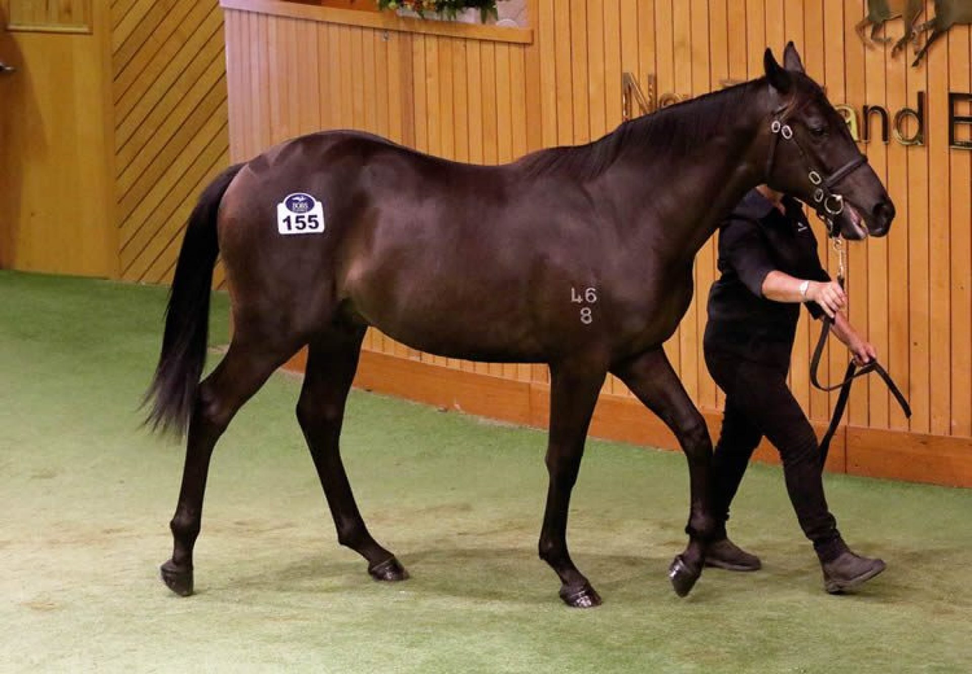 Pierro ex Our Squeezer yearling colt selling for $900,000 at Karaka