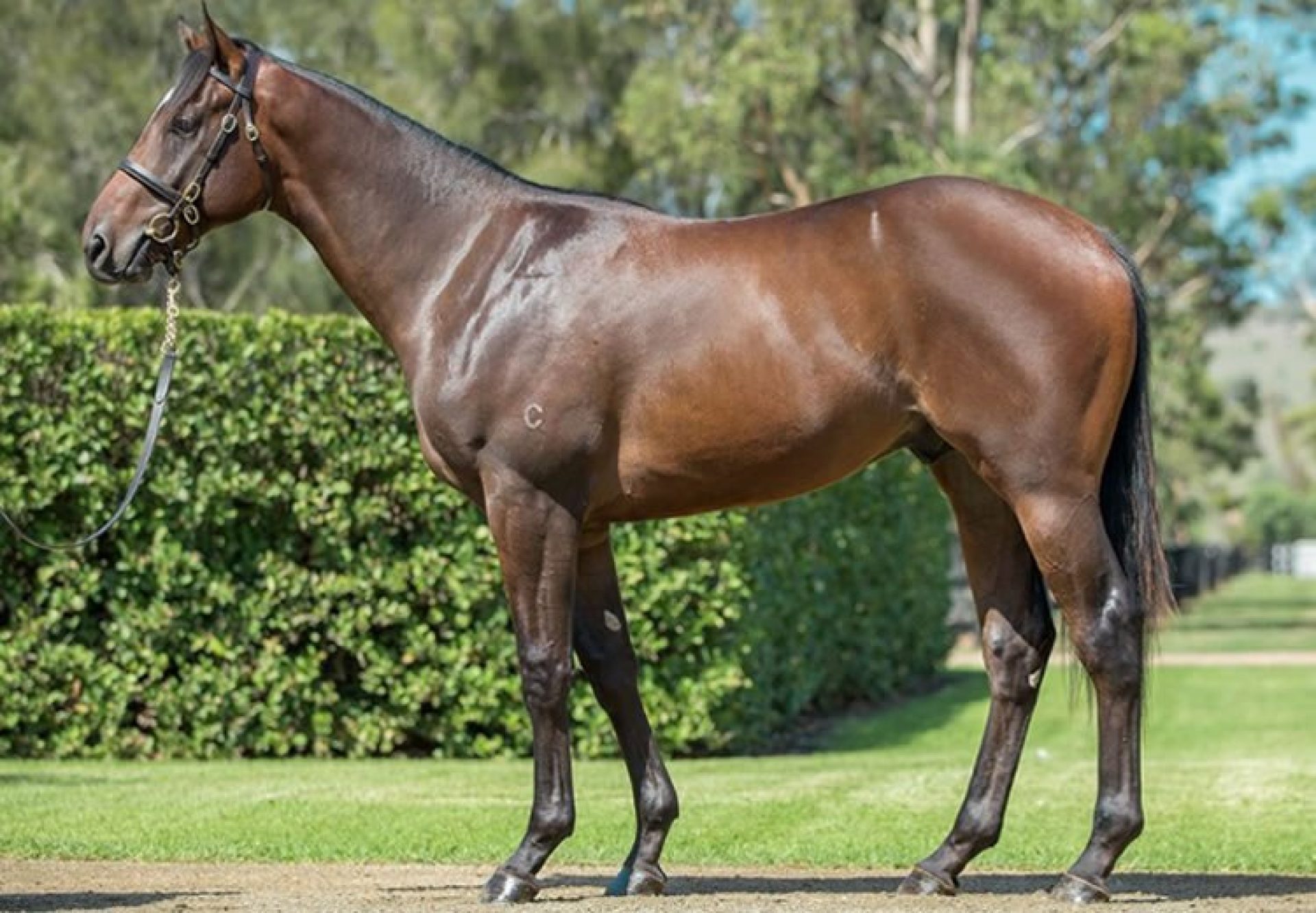 $1,050,000 Pierro Colt at Inglis Easter