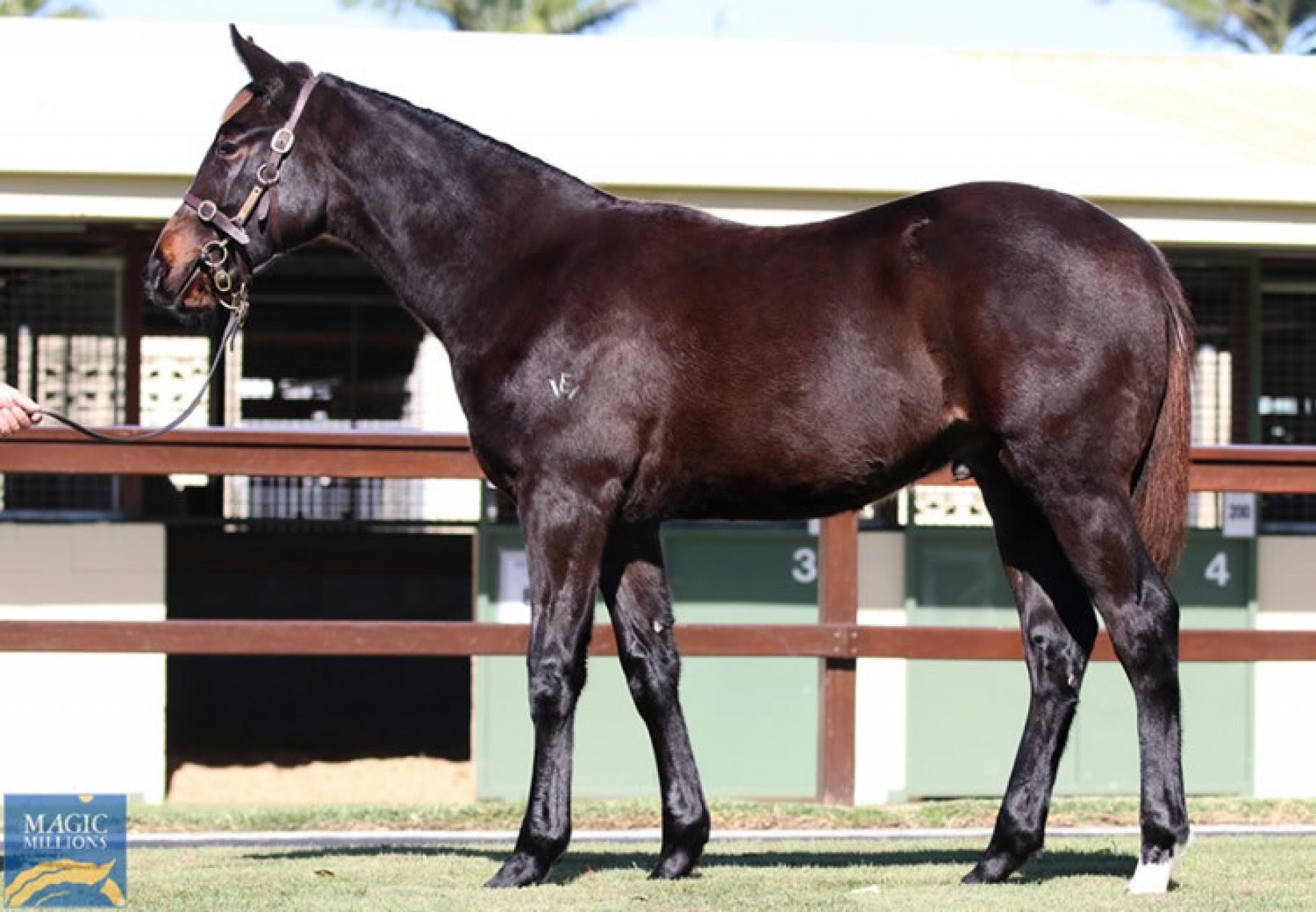 So You Think X Bobine weanling colt