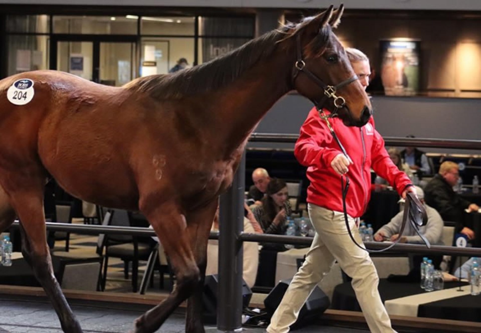 So You Think ex Feirin weanling colt