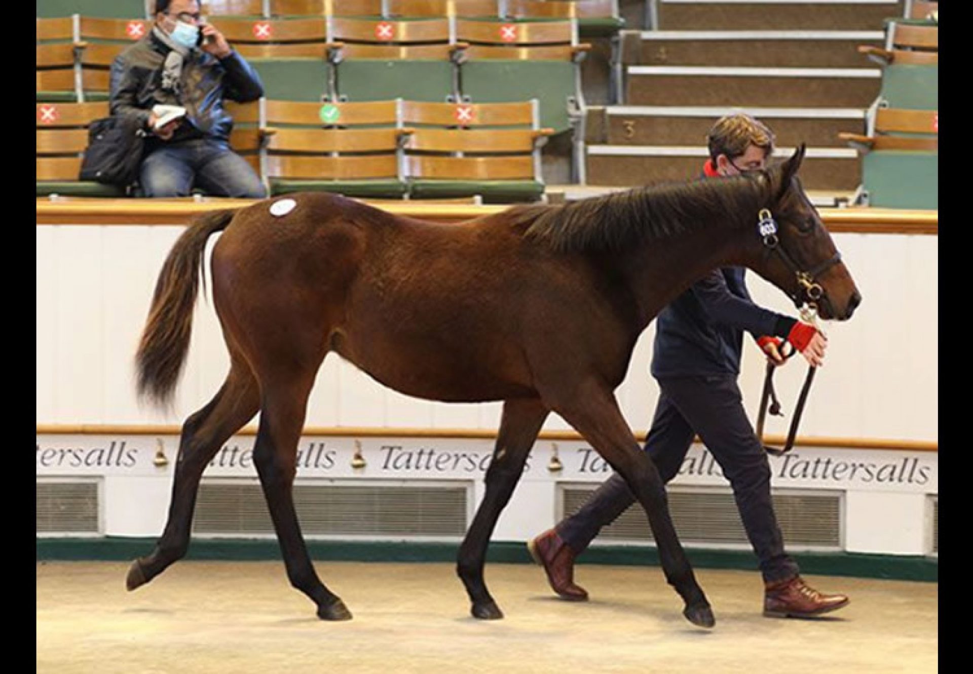 Saxon Warrior x Aktoria selling at Tattersalls