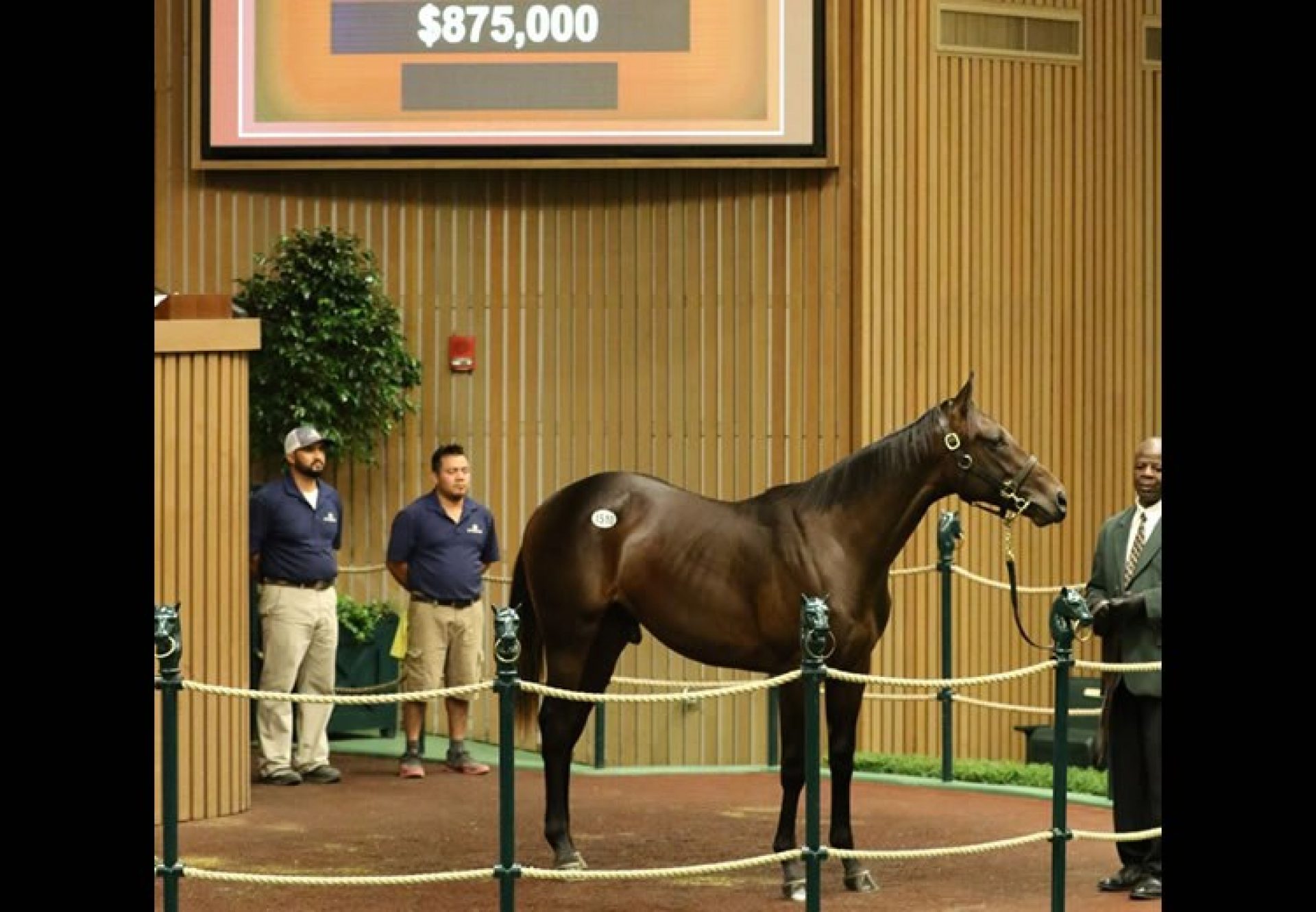 Uncle Mo ex Morena yearling colt selling for $875,000 at Keeneland