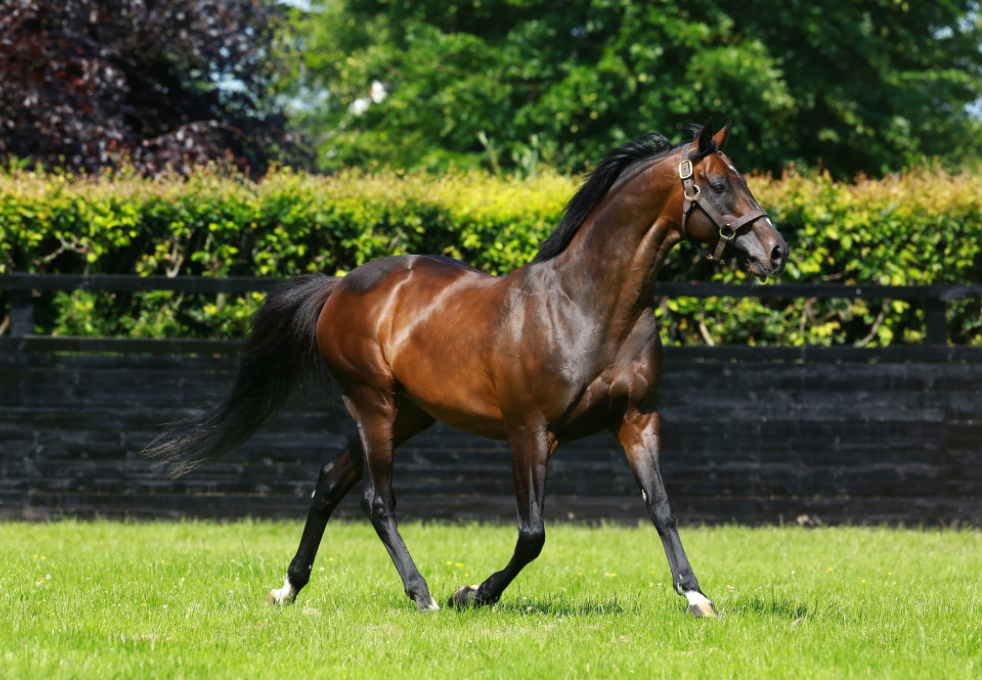 Camelot paddock