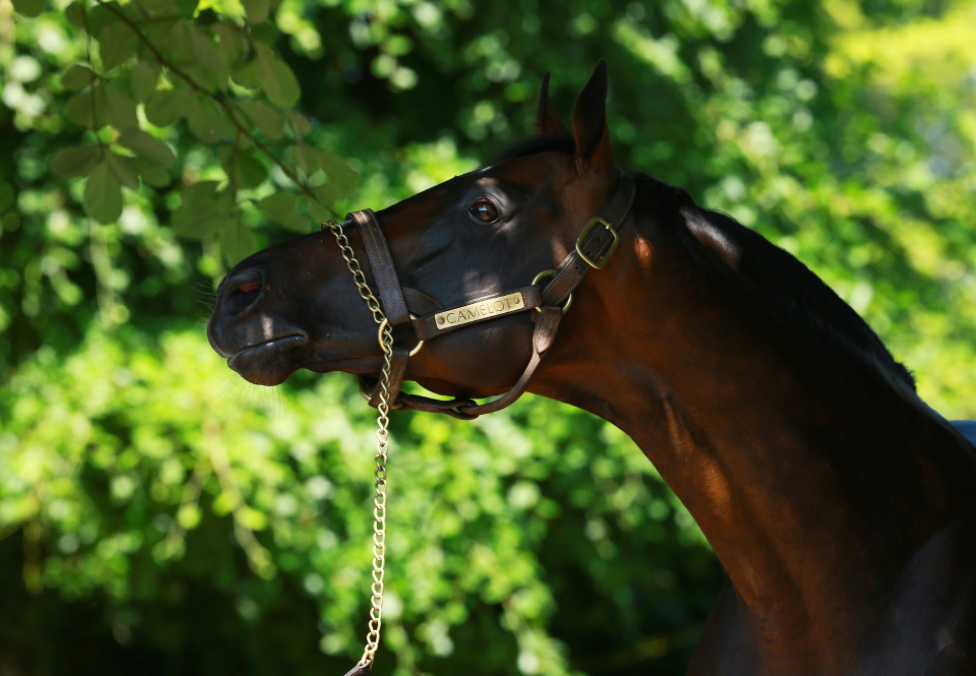 Camelot head shot